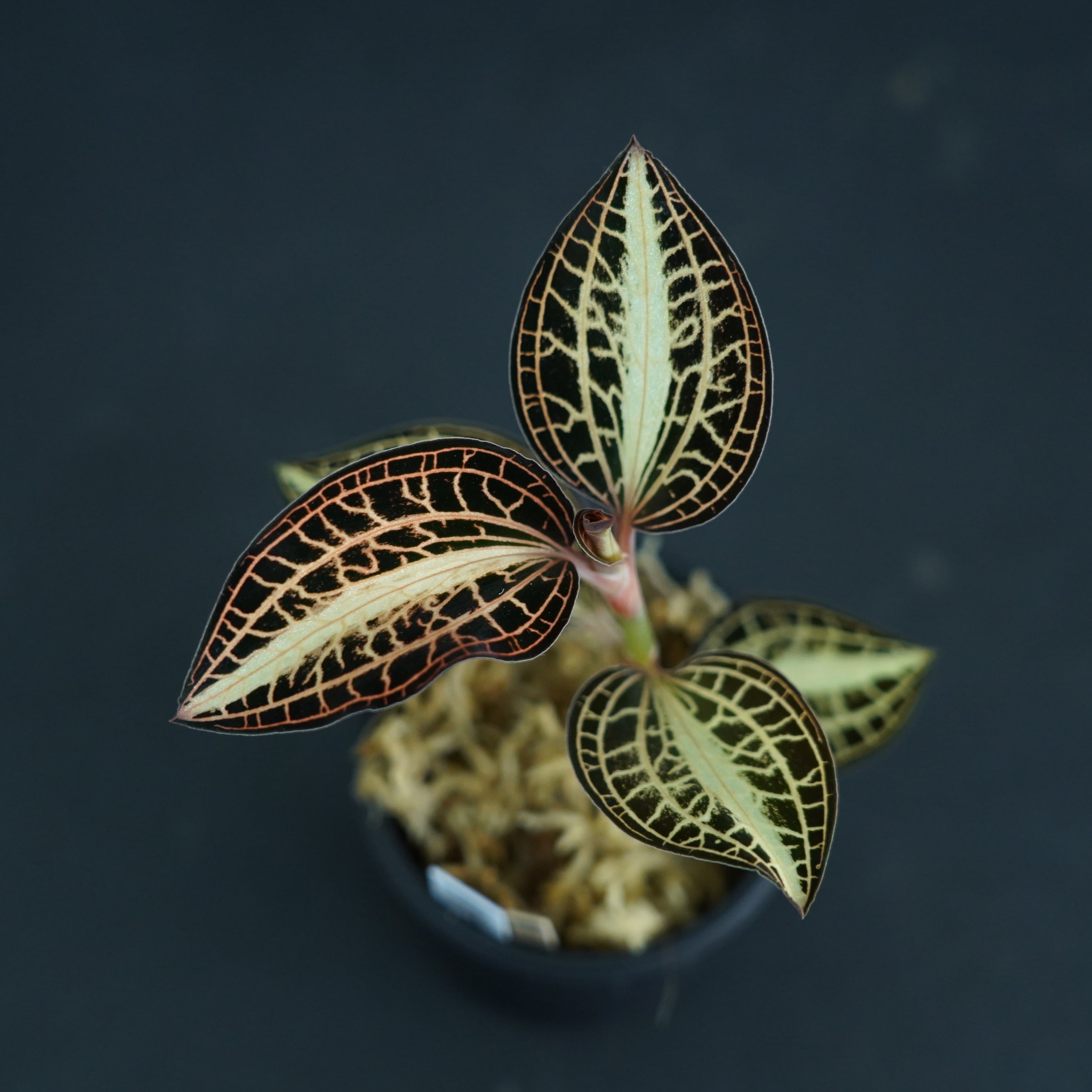 ◆現品◆アネクトキルス アルボリニアタス【ジュエルオーキッド宝石蘭/石崎バイオ】#577