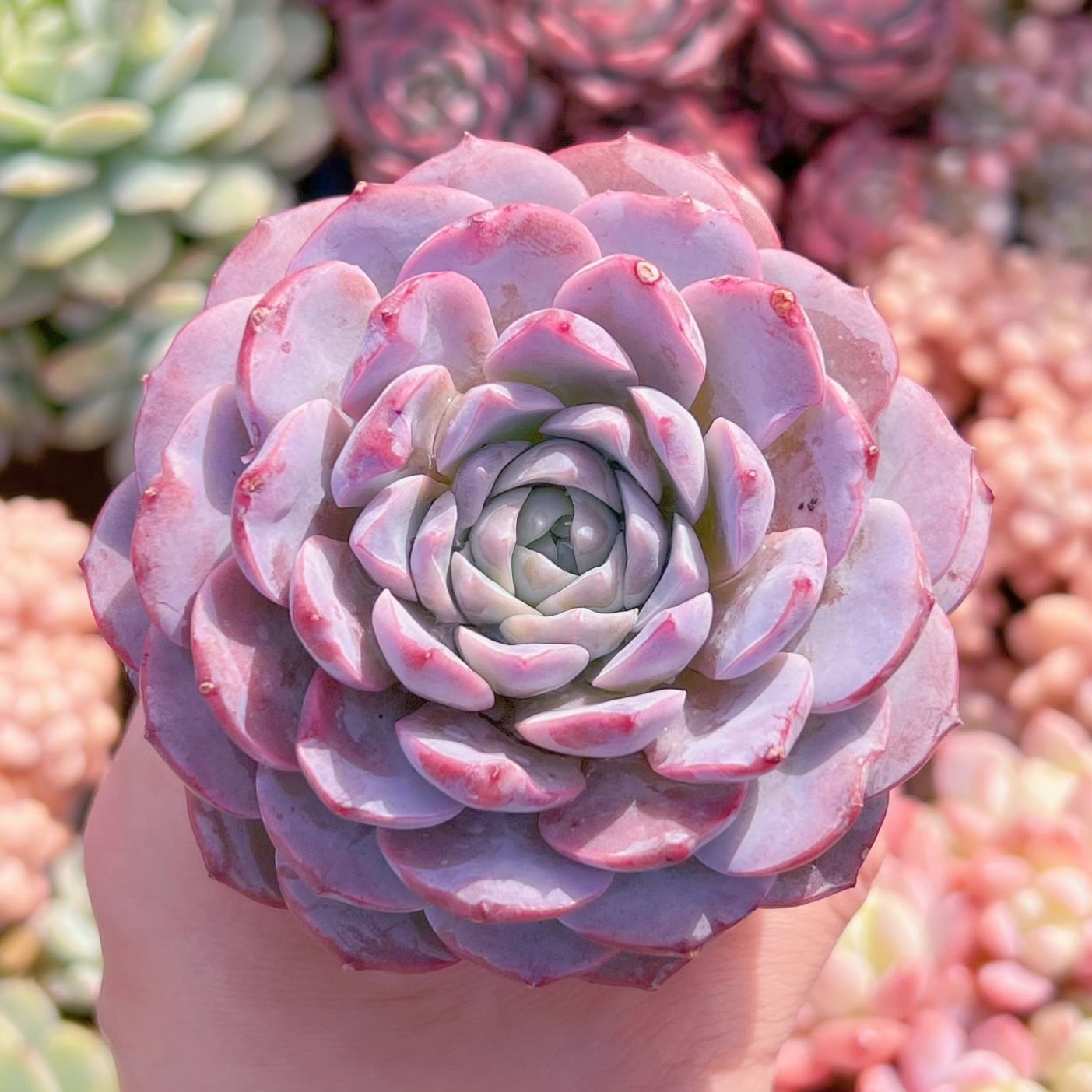 多肉植物　アメイジンググレース　新入荷　るる農園