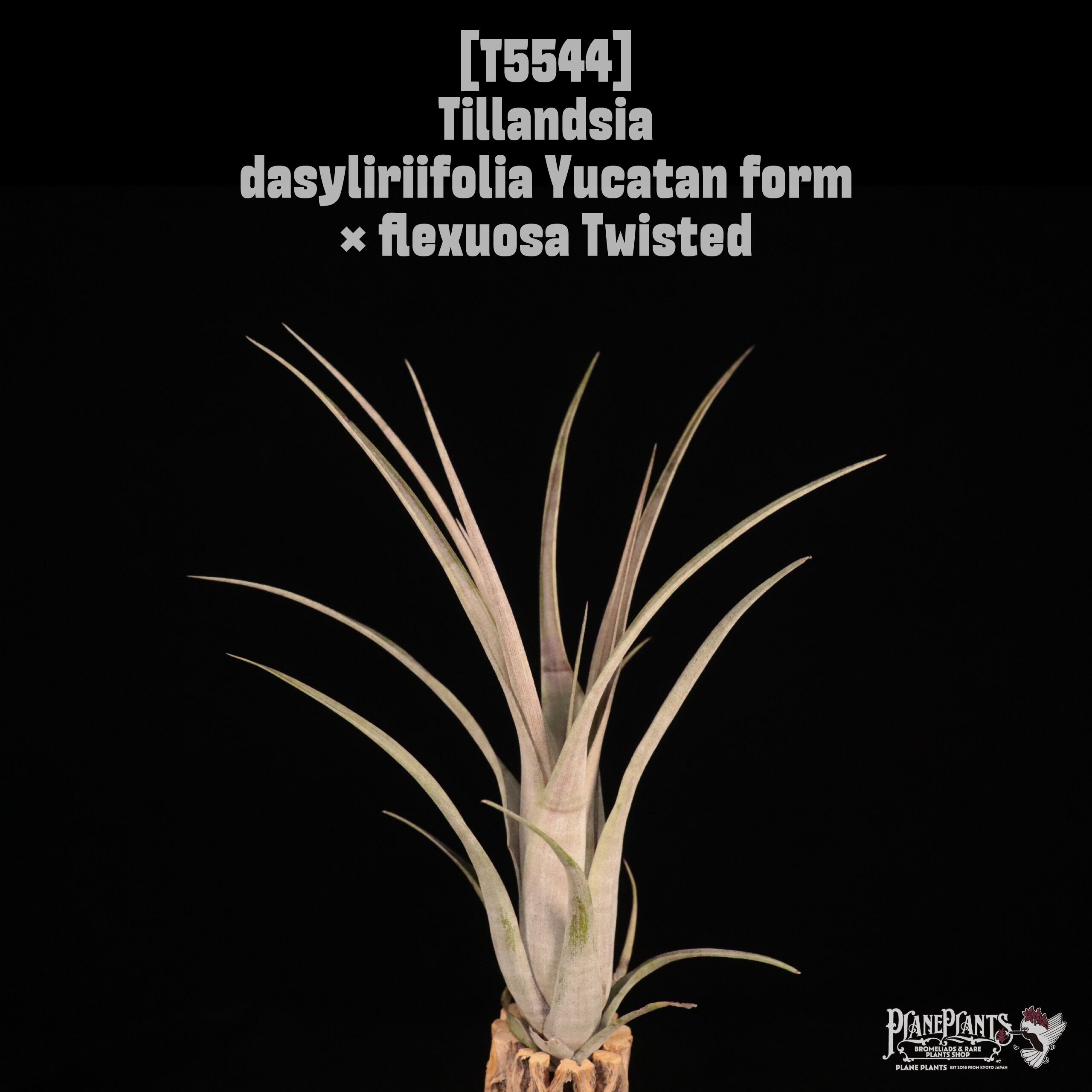 D | plane plants