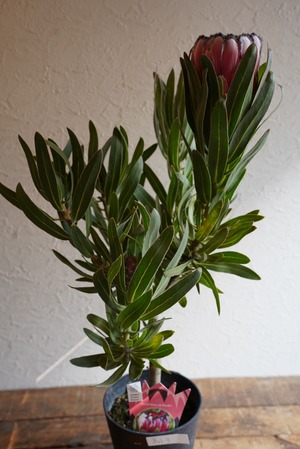 プロテア オーストラリスルビー③(3F)