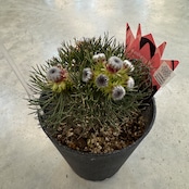 セルリア ラズベリーバースト【1004】