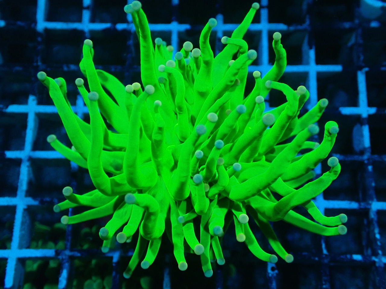 【Toxic】HolyGrail PinkChip 4