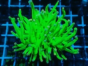 【Toxic】HolyGrail PinkChip 4