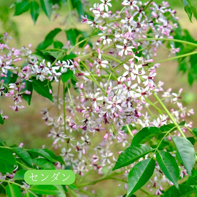 22年 贅沢な櫨 ハゼ とセンダンの百花1kg 完全非加熱 廣田養蜂場オフィシャルショップ