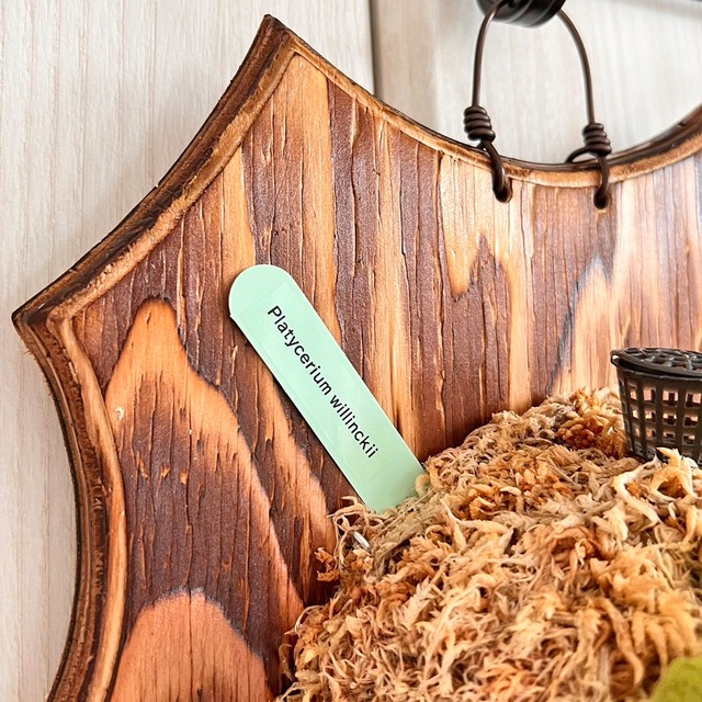 ビカクシダ ウィリンキー 板付 【観葉植物 室内 コウモリラン】