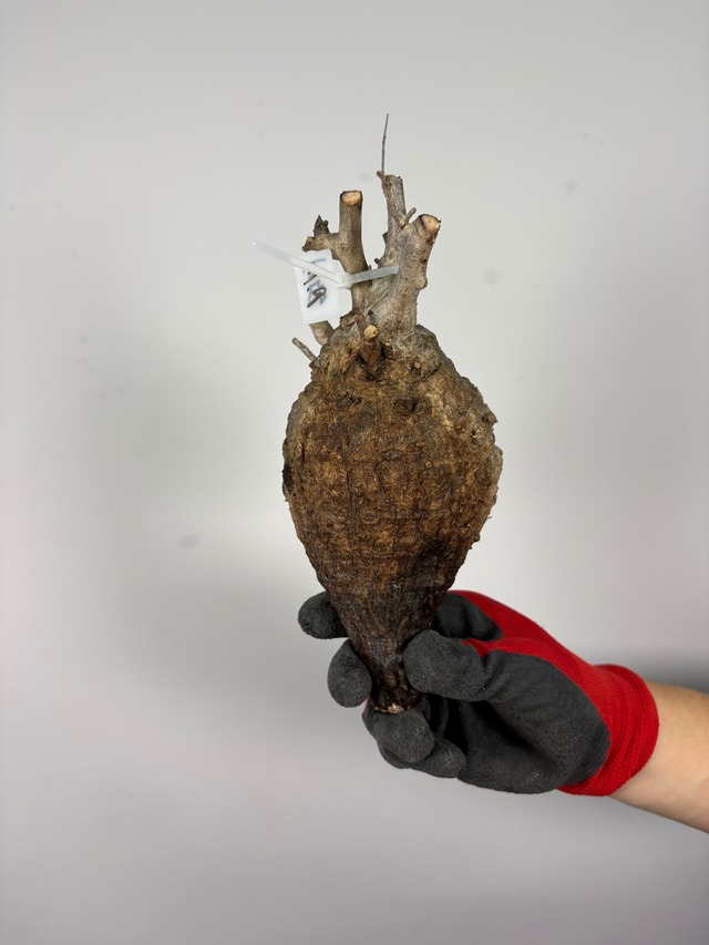 F156 現地発根株 オペルクリカリア パキプス 6/15 入荷 Operculicarya pachypus 塊根植物 現地球