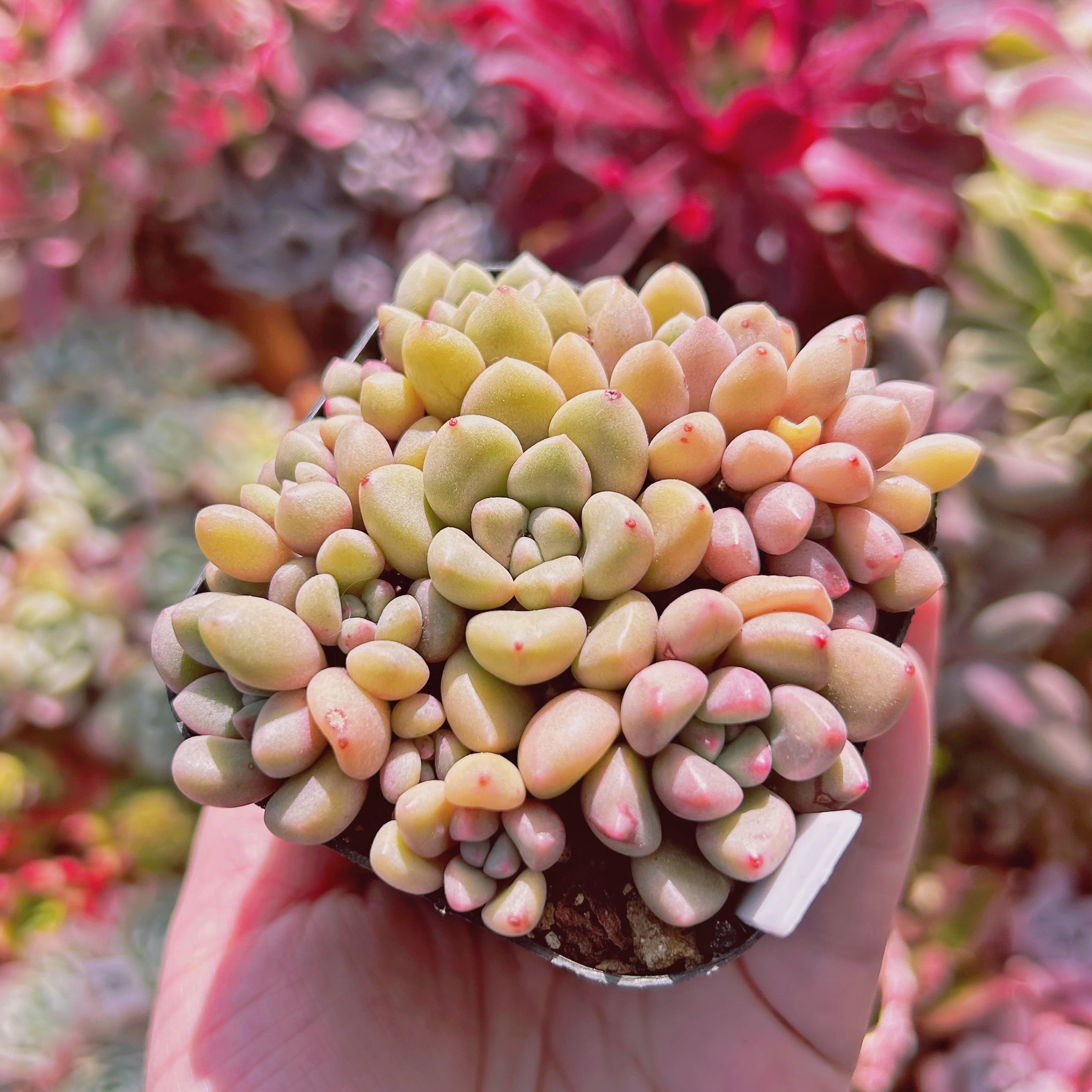 590現物 多肉植物 パンダアイ 抜き苗 | るる農園~多肉植物専門