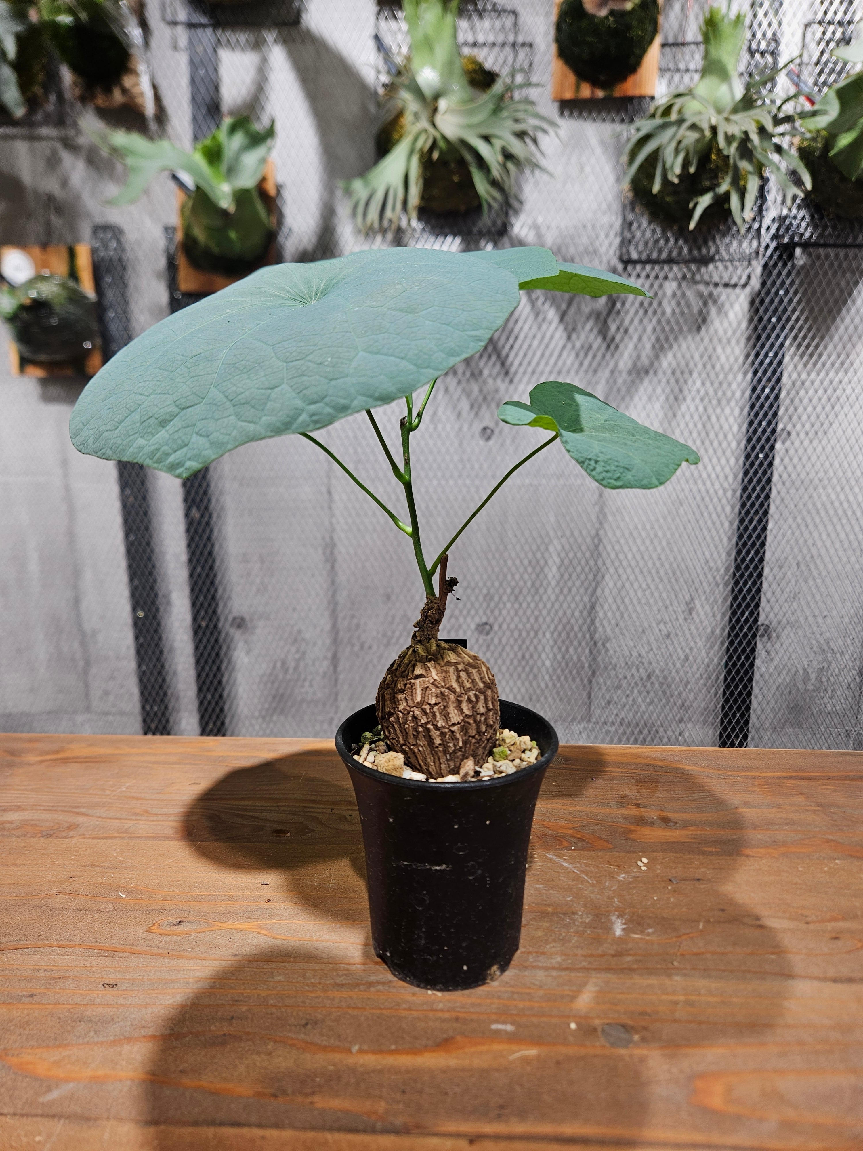 PLANTS | artPLANTs （アートプランツ）