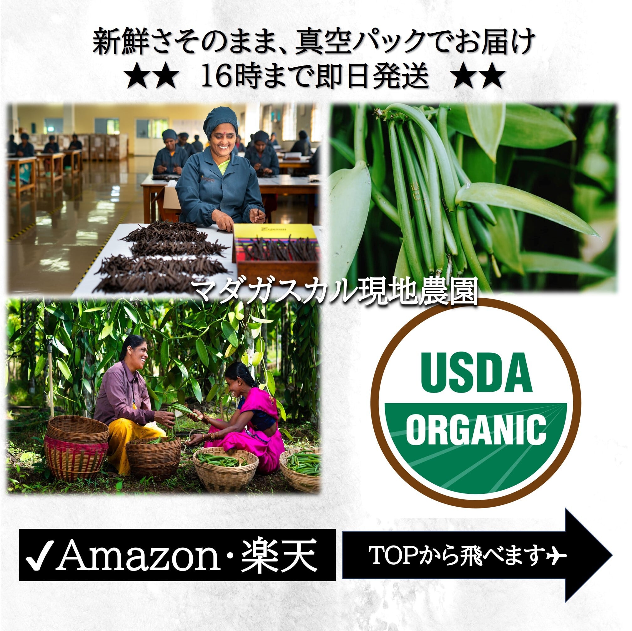お得なｾｯﾄ♪5本＋200g ﾊﾞﾆﾗﾋﾞｰﾝｽﾞ×ﾊﾞﾆﾗｼｭｶﾞｰ瓶 | HIKOSHO