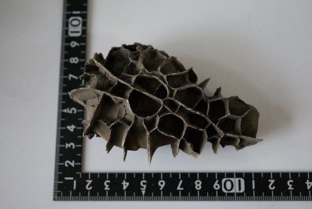 湖南省産亀甲石 1107