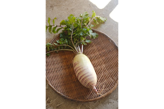 【個性派大根】糸巻大根・1本