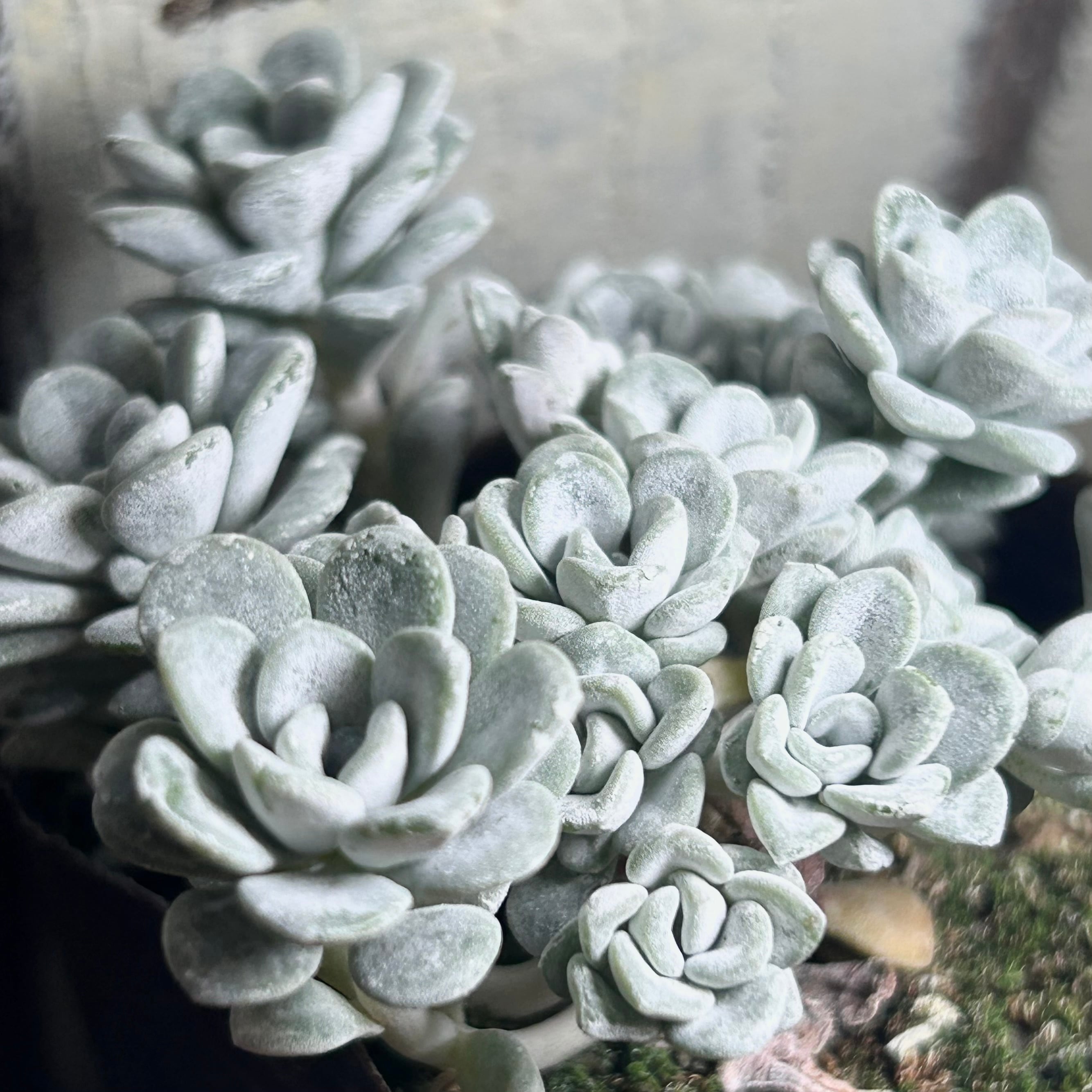 白雪ミセバヤ | RuPo 多肉植物専門店