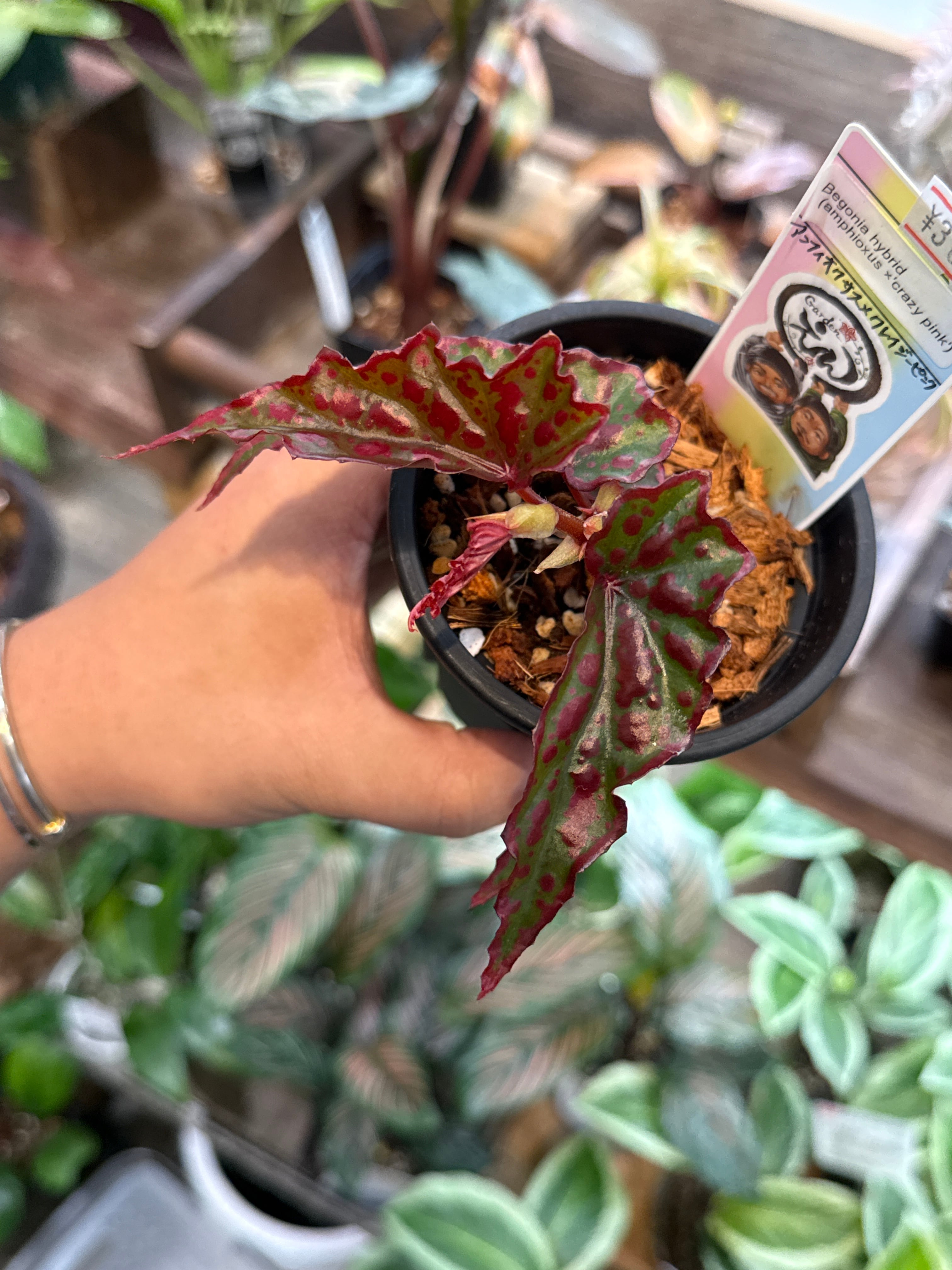Begonia hyb ( アンフィオクサス x 'crazy pink') | Gardenえん 【観葉