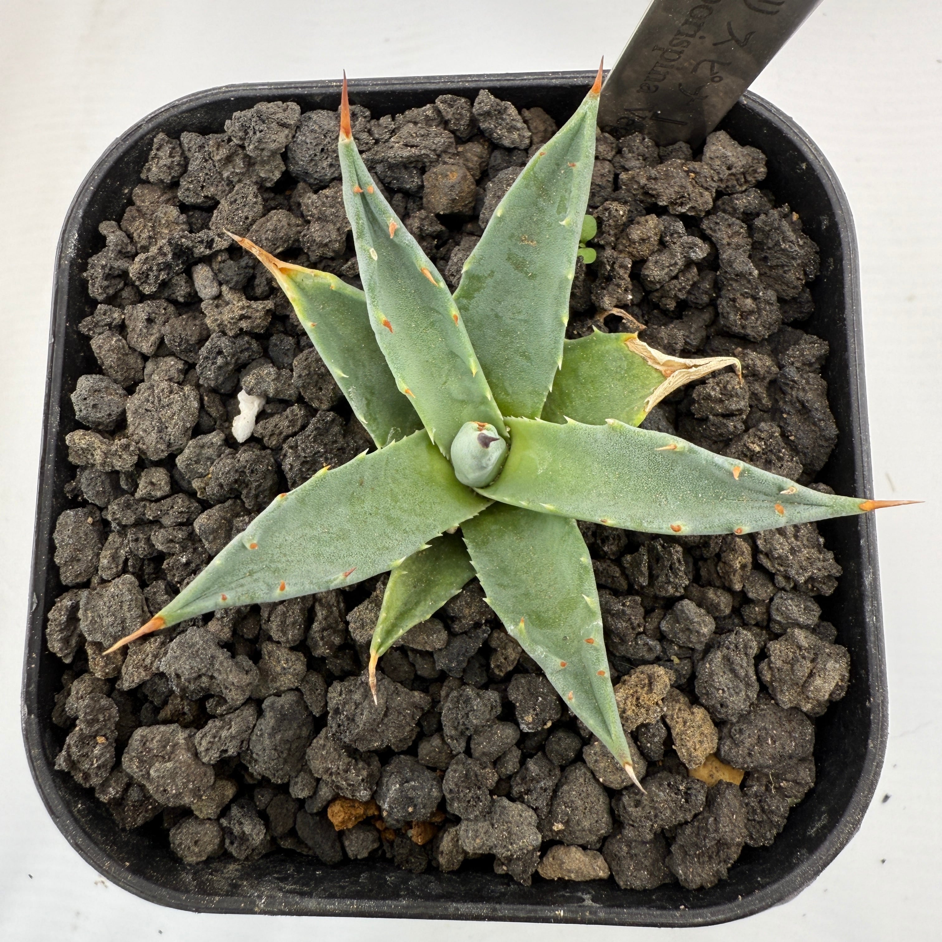 No.6 エボリスピナ Agave utahensis var. eborispina 'Vegas' | はちとあり