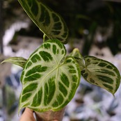 アンスリウム ドラヤキ × シルバーブラッシュ / Anthurium Dorayaki × Anthurium Silver brush⑯/ 観葉植物<育て方・花言葉>