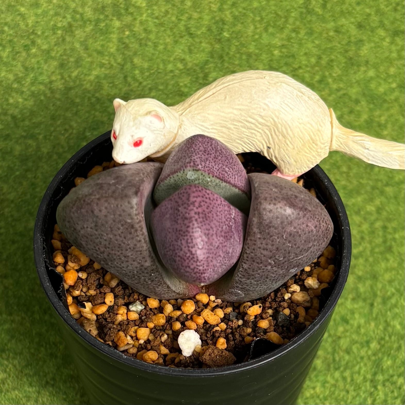 オパリナ錦 ご確認用♪ オパリナ錦 ご確認用♪② オパリナ錦 ご確認用