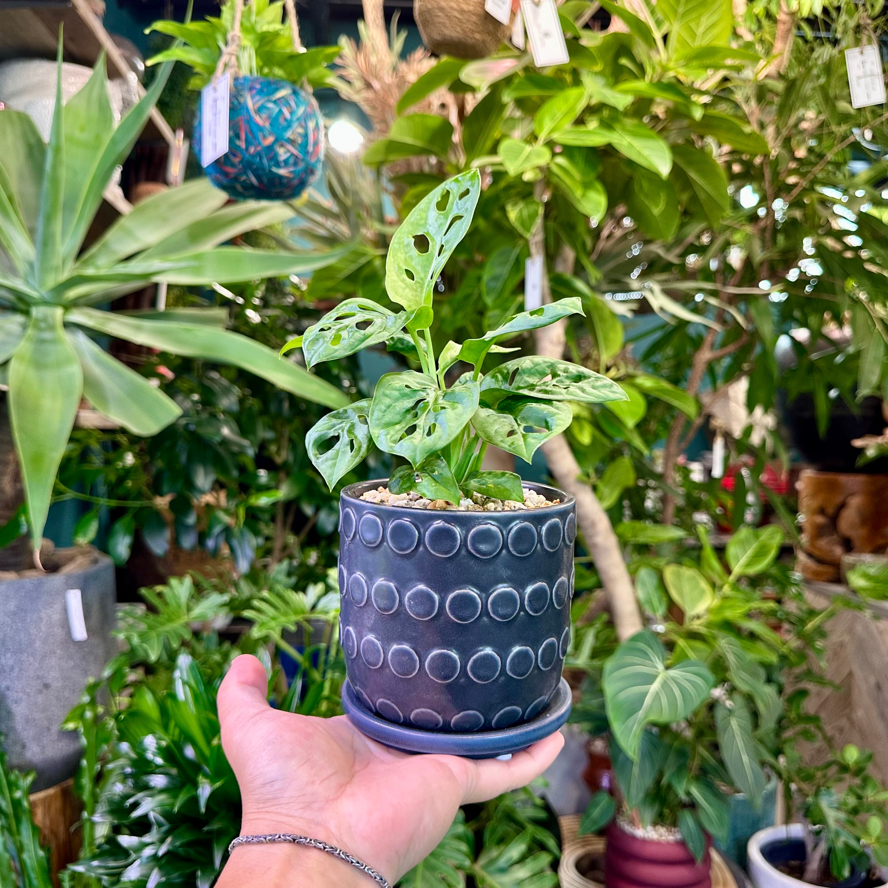 モンステラ・アダンソニー | barrelplants_BONSAI