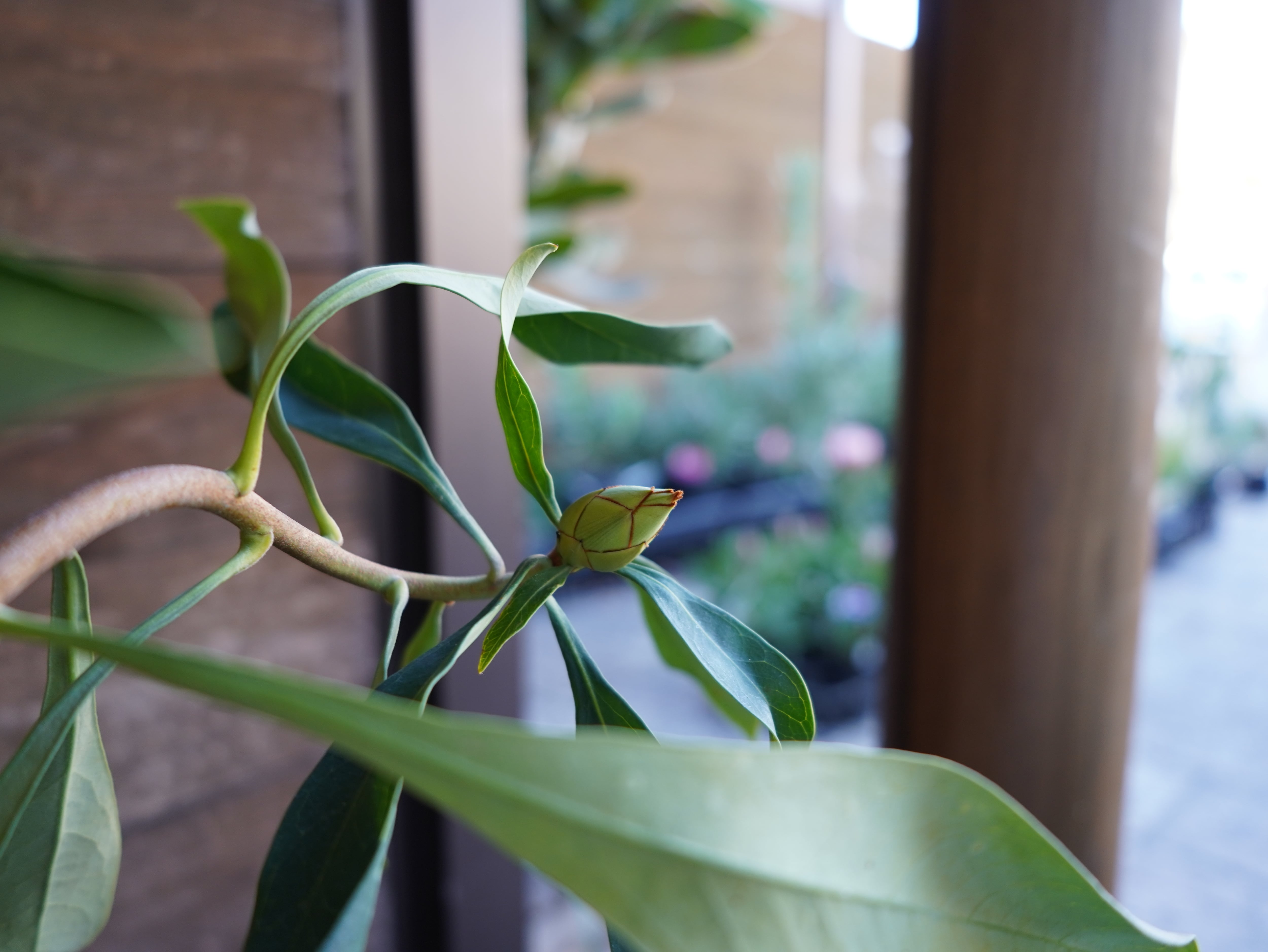 【現物】テロペア ”シェイディレディホワイト”