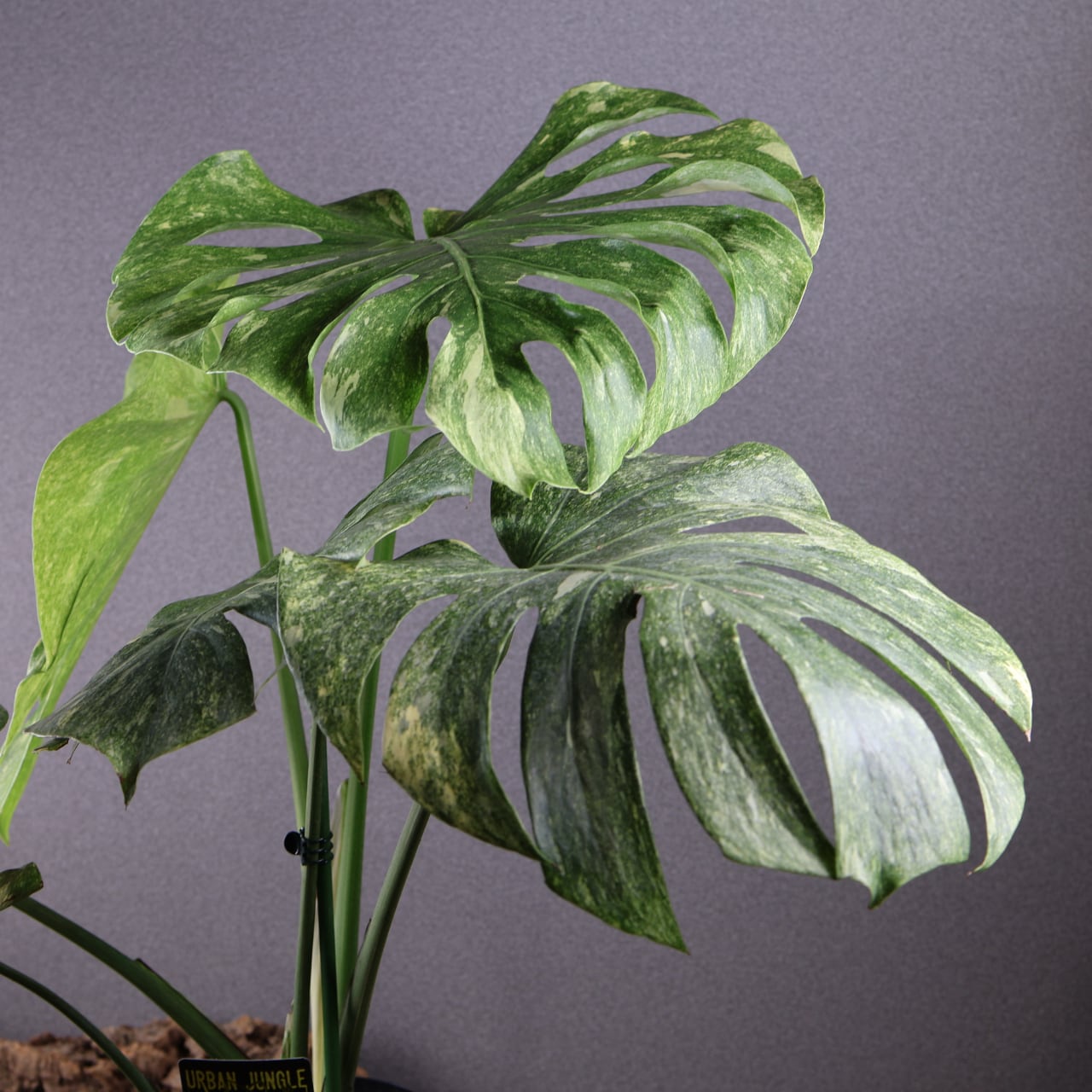 850『urban jungle モンステラ グリーンスノー』観葉植物 一点もの