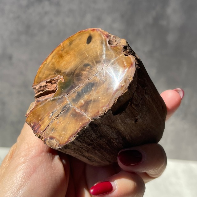 ジンバブエ・ゴクウェ産【ペトリファイドウッド（珪化木）】③（樹木の化石）鉱物 天然石 パワーストーン