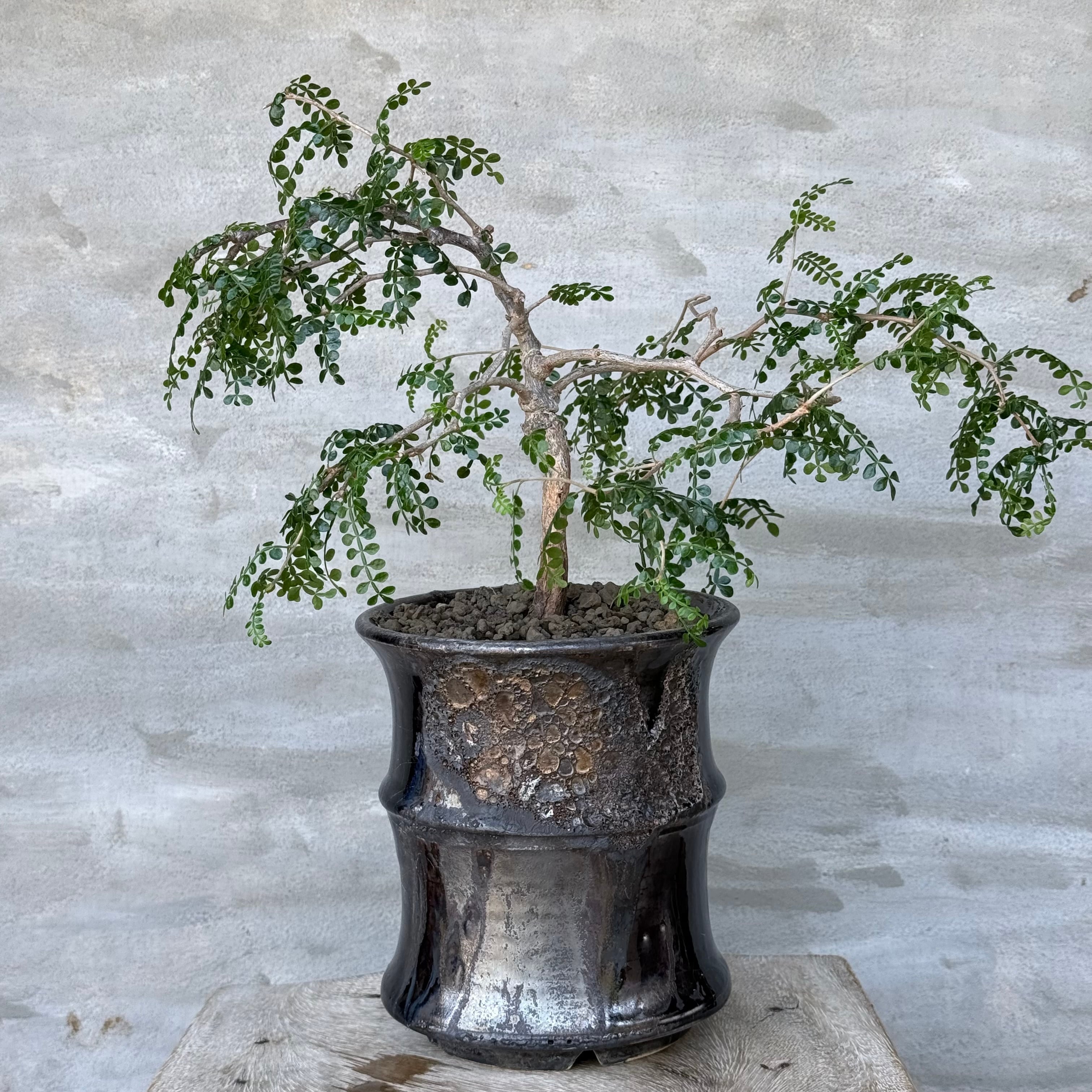 植物×作家鉢 【植え込み済み】 | A-PLANTS