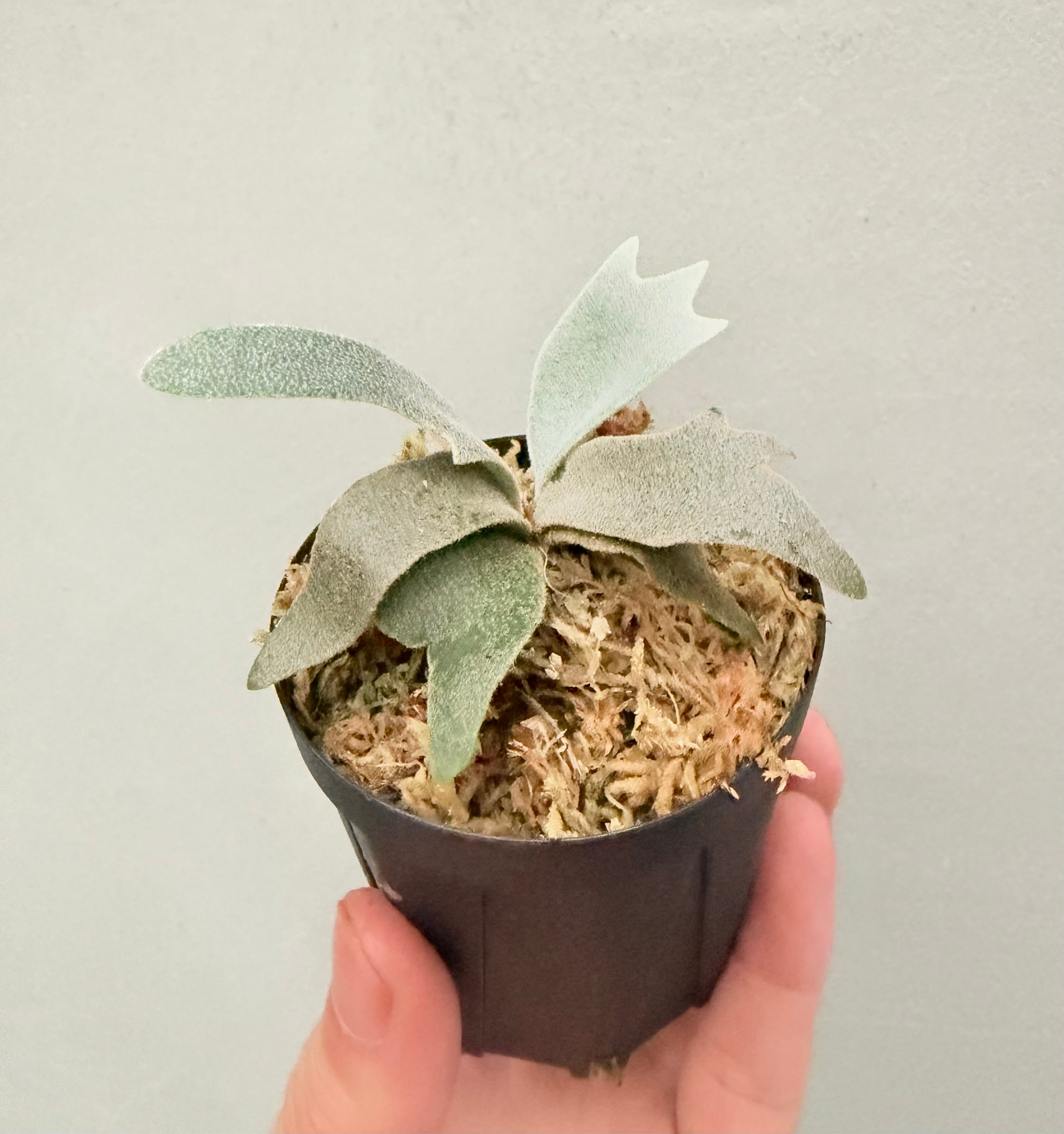 c) P. willinckii 'Mew' x P. willinckii 'Snow' ④ ビカクシダ