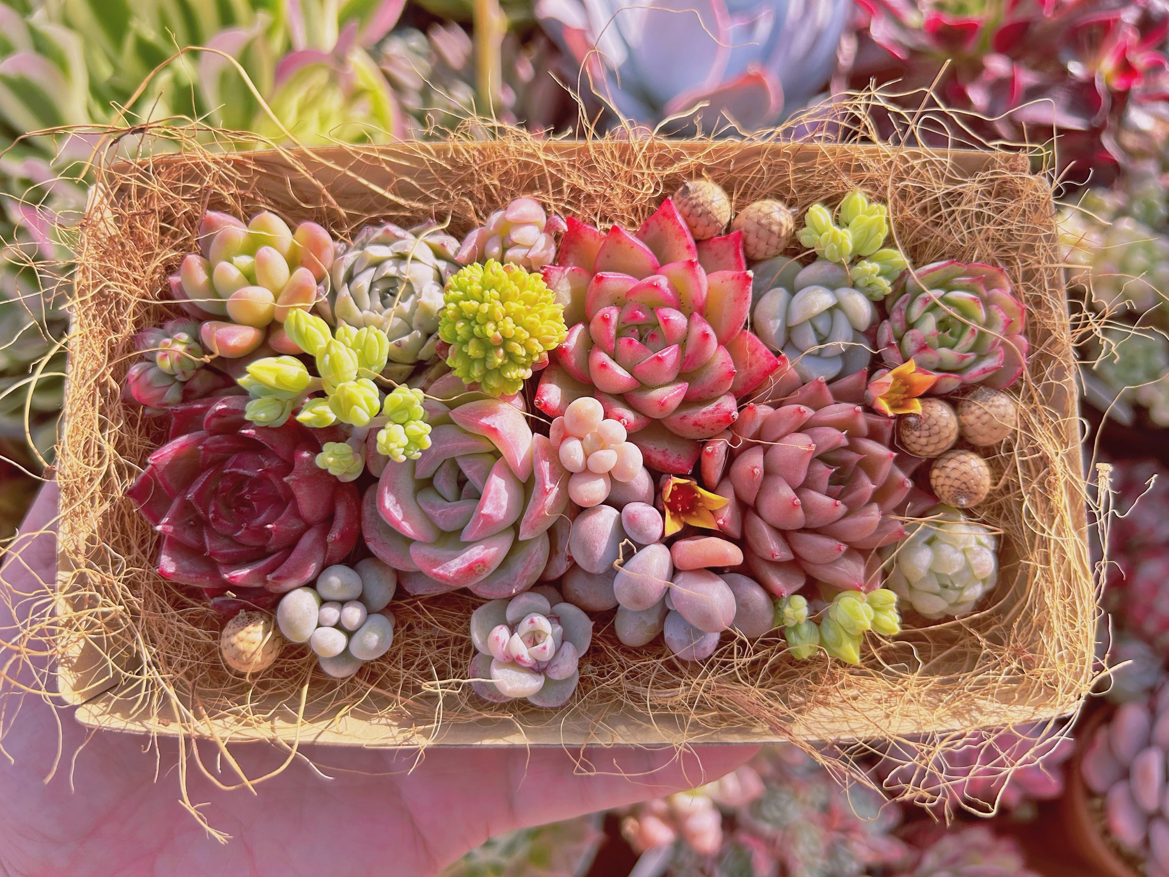 #301現物　多肉お弁当　トレーのまま発送