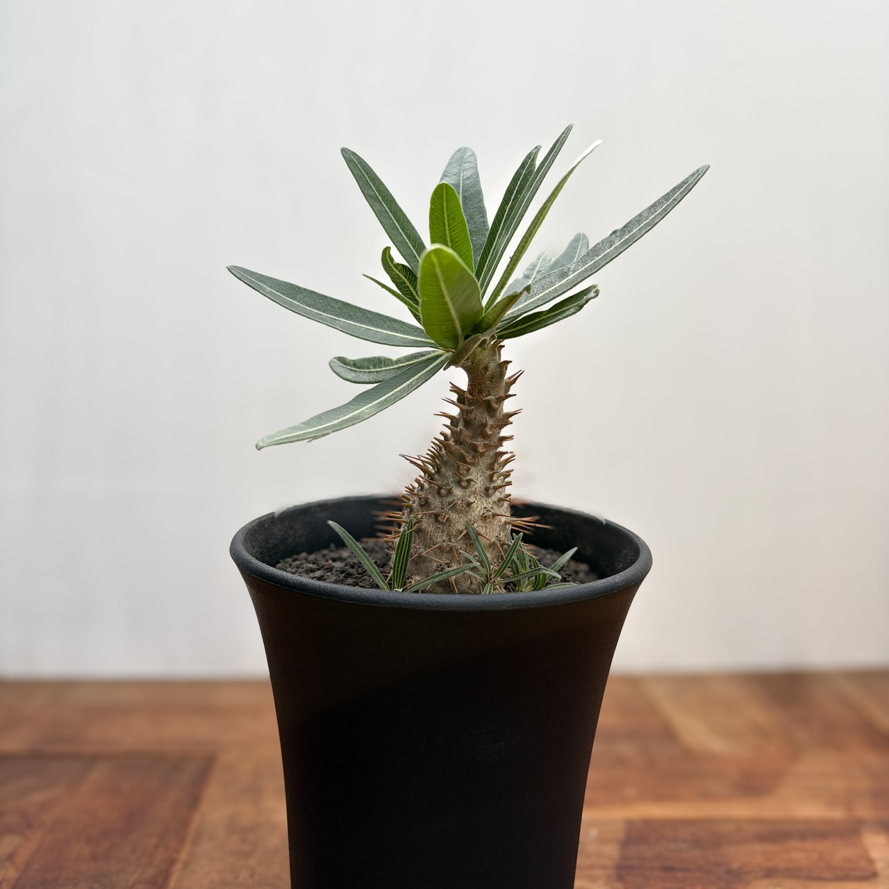 Pachypodium Gracilius【パキポディウム・グラキリス・実生】