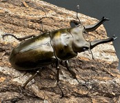 【F0】《ローゼンベルグオウゴンオニ 68mm ペア》