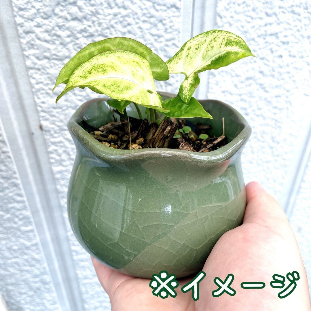 Z09北欧 松ぼっくり 植木鉢 室内 陶器鉢 多肉 植物 鉢植え 激安 レア