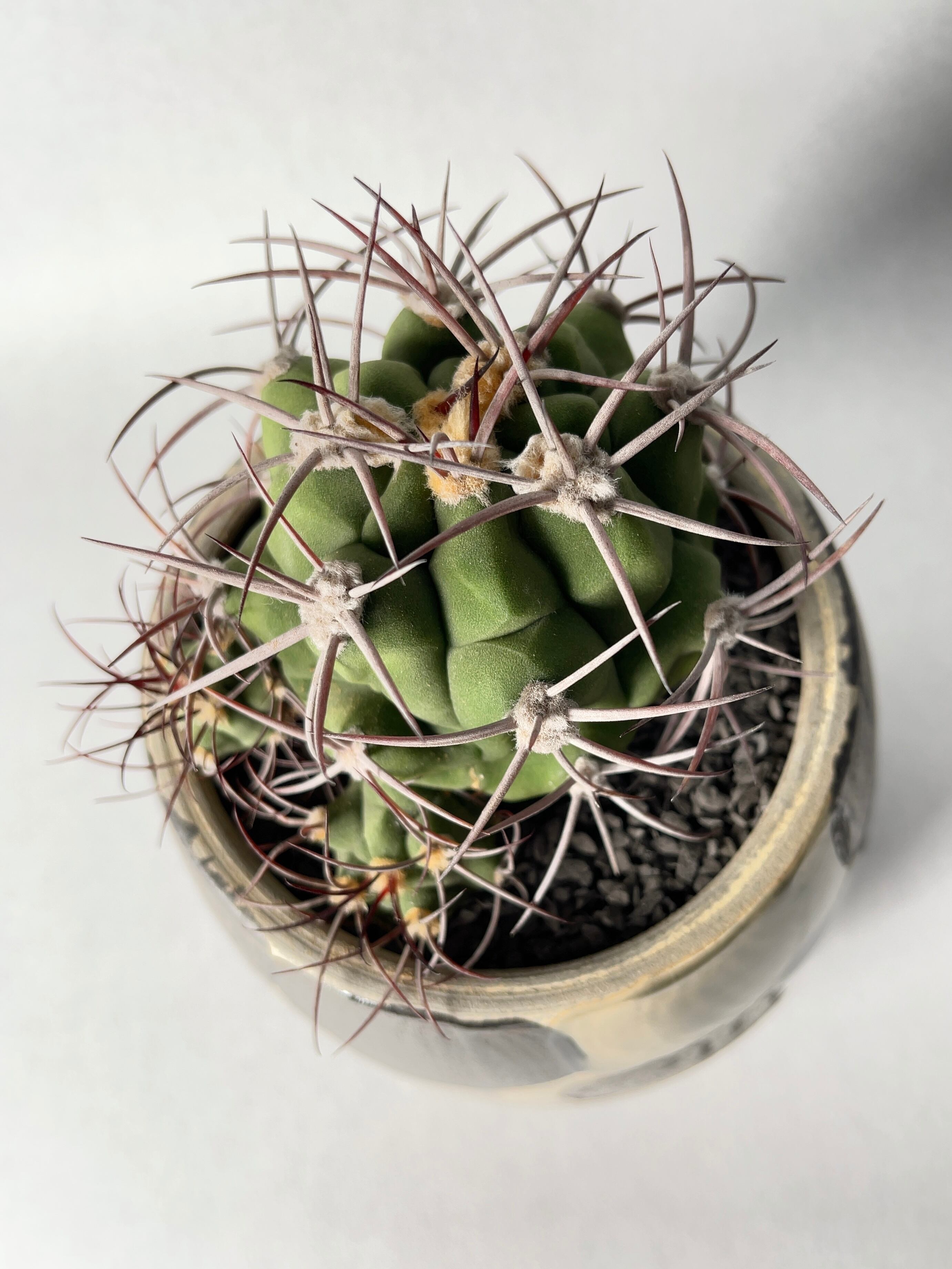 ギムノカリキウム・天賜玉 | trigger