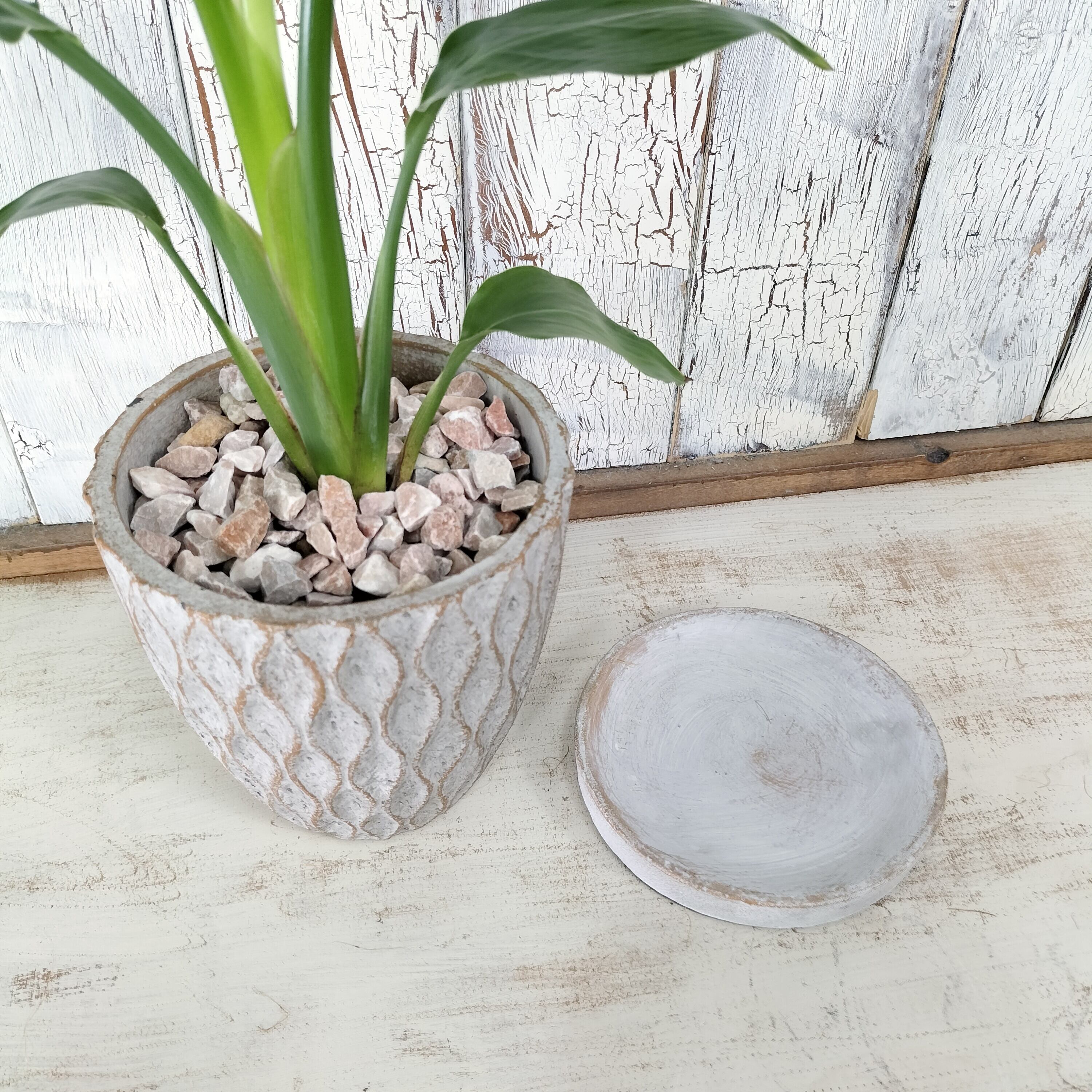 ストレリチア オーガスタ 観葉植物 | 陽華園