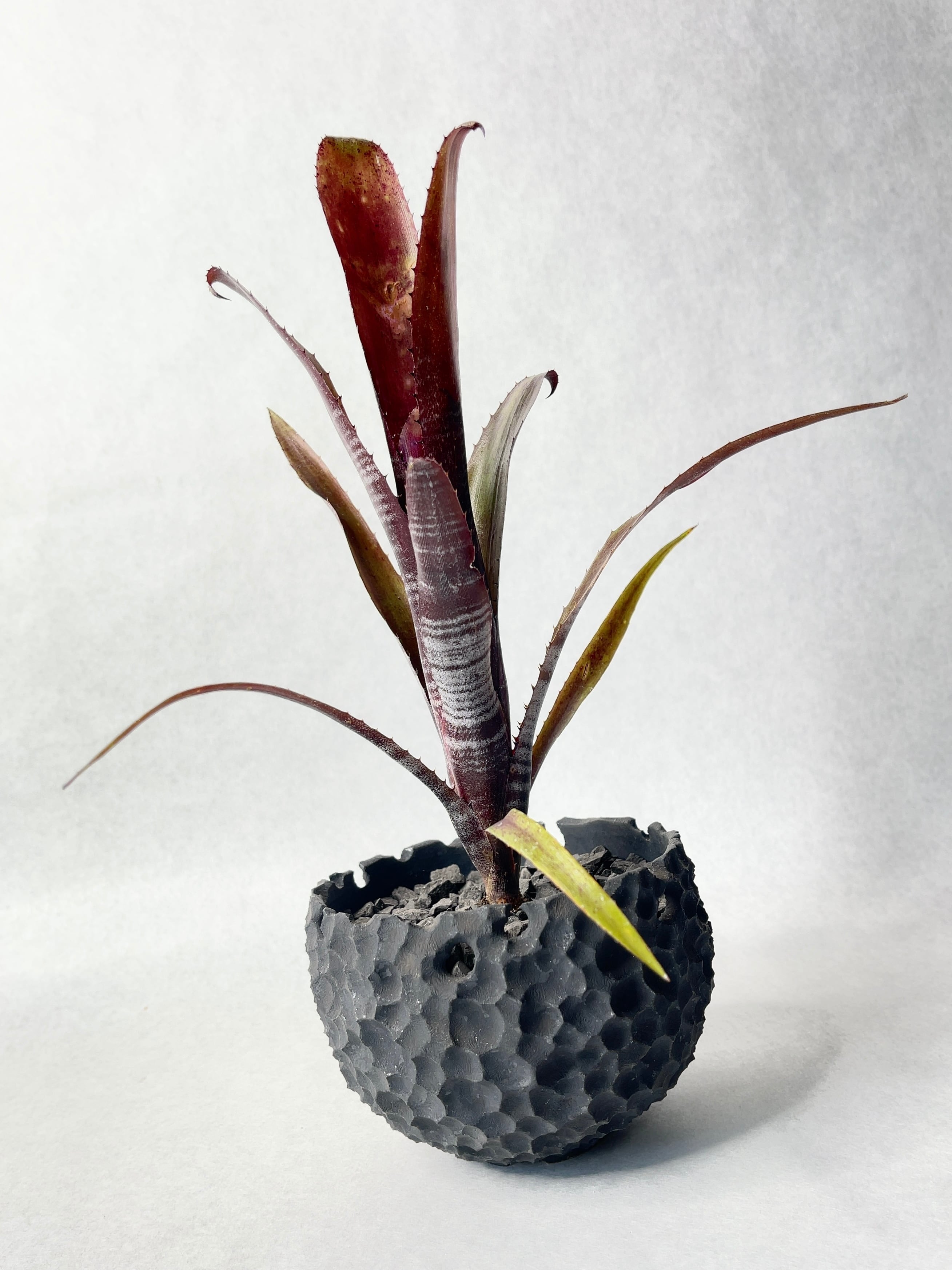 ビルベルギア　ダースベーダ　② ビルベルギア ダースベイダー「Billbergia 'Darth vader'」2/2