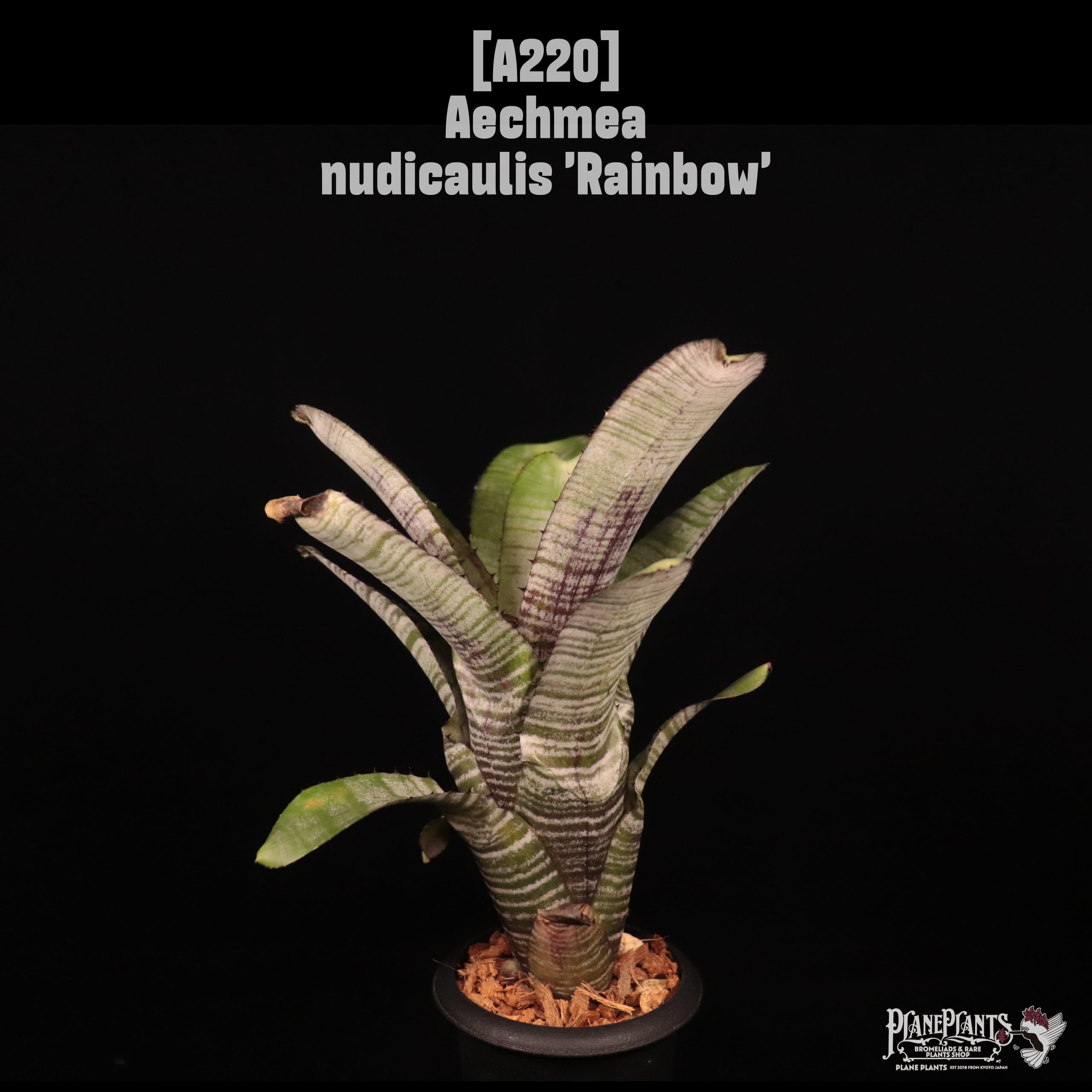 送料無料】Aechmea triangularis〔エクメア〕現品発送A0104 | plane plants