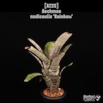 Aechmea nudicaulis 'Rainbow'〔エクメア〕A220