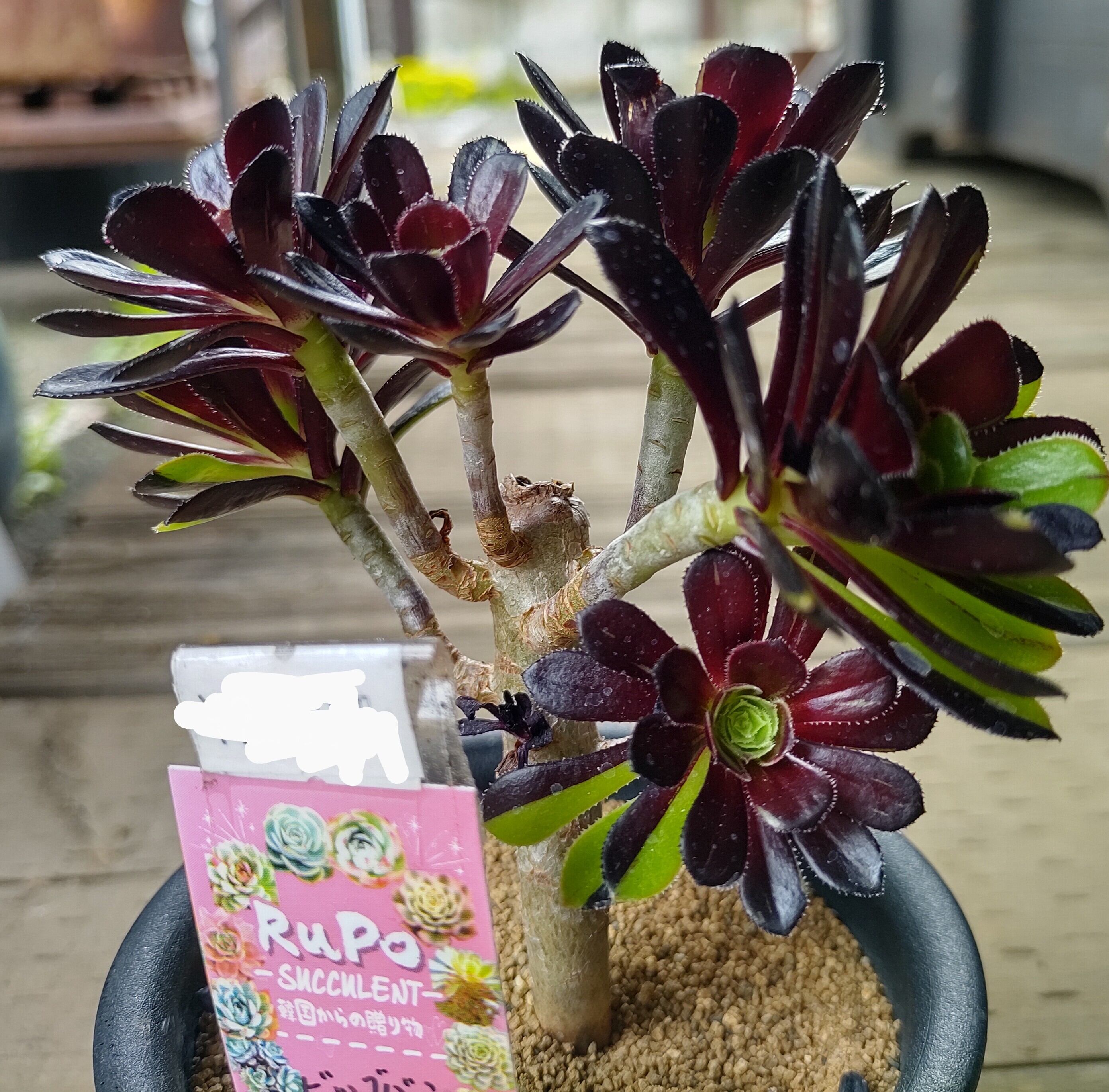 ビックバン(アエオニウム)A | RuPo 多肉植物専門店
