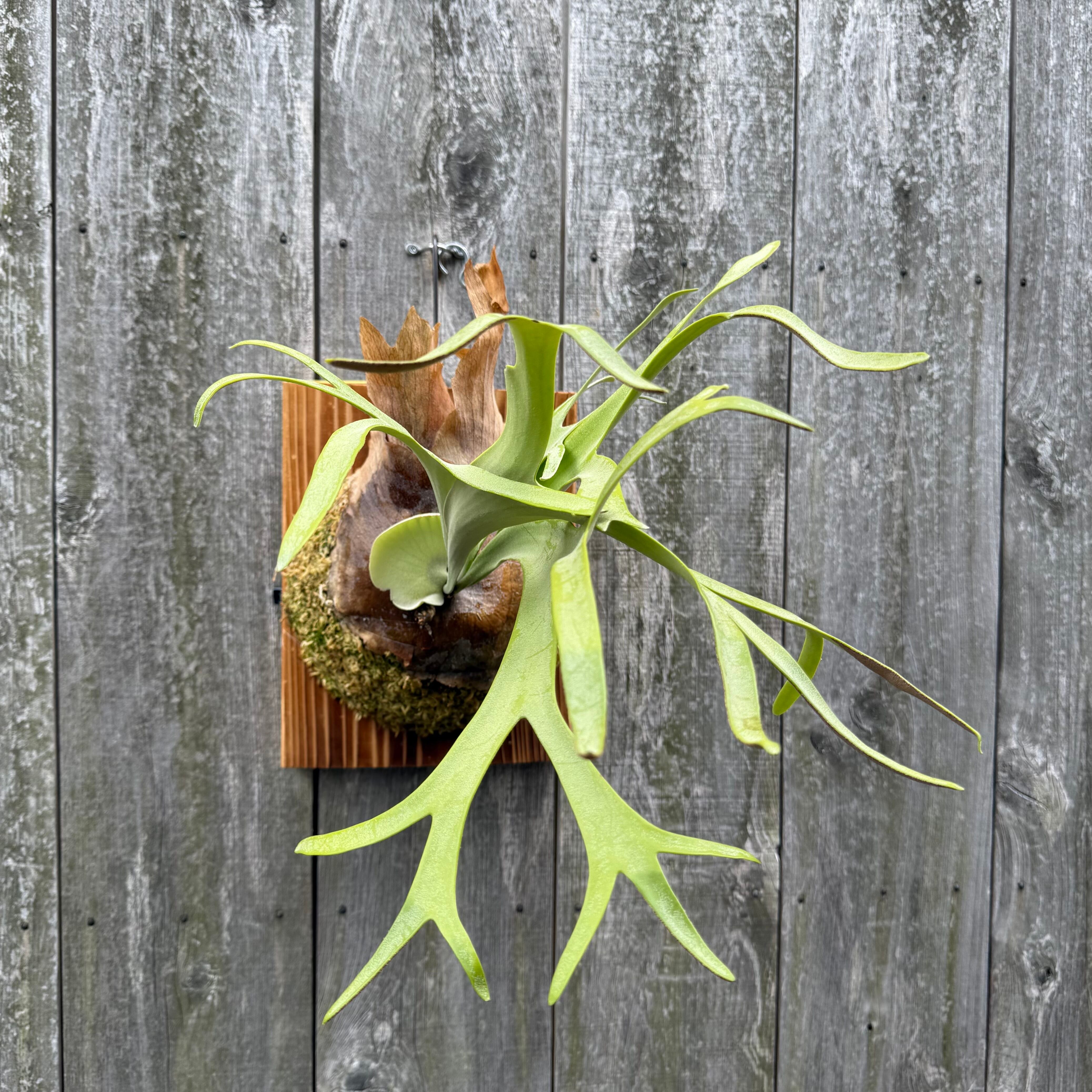 P. willinckii cv. Silvery Dwarf (pup) | naturefix