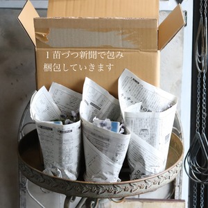 植木鉢　アンプリメフルールポットL｜陶器　シャビーシック　寄せ植えして飾ると素敵なガーデンになる　16233