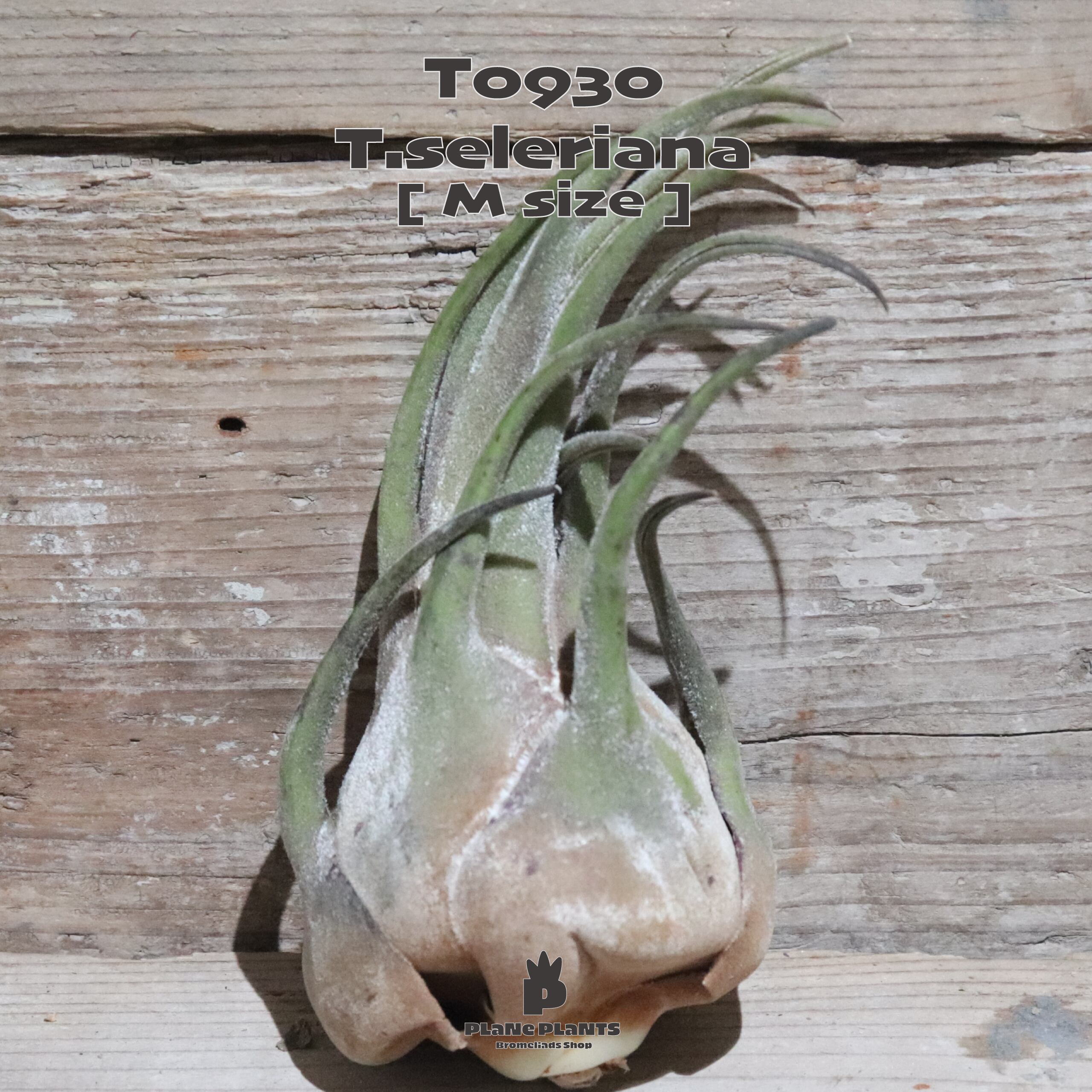 【送料無料】セレリアナ M〔エアプランツ〕現品発送T0930