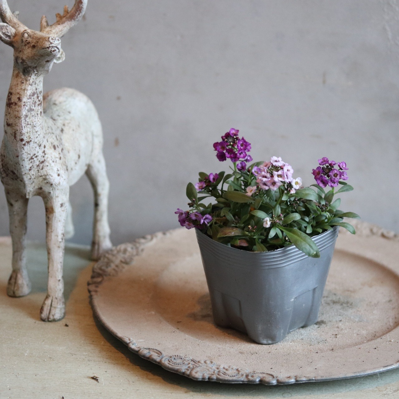 アリッサム　クリスタル　ラベンダーカラー　小さなお花　丈夫で横にひろがる　冬から春まで咲く