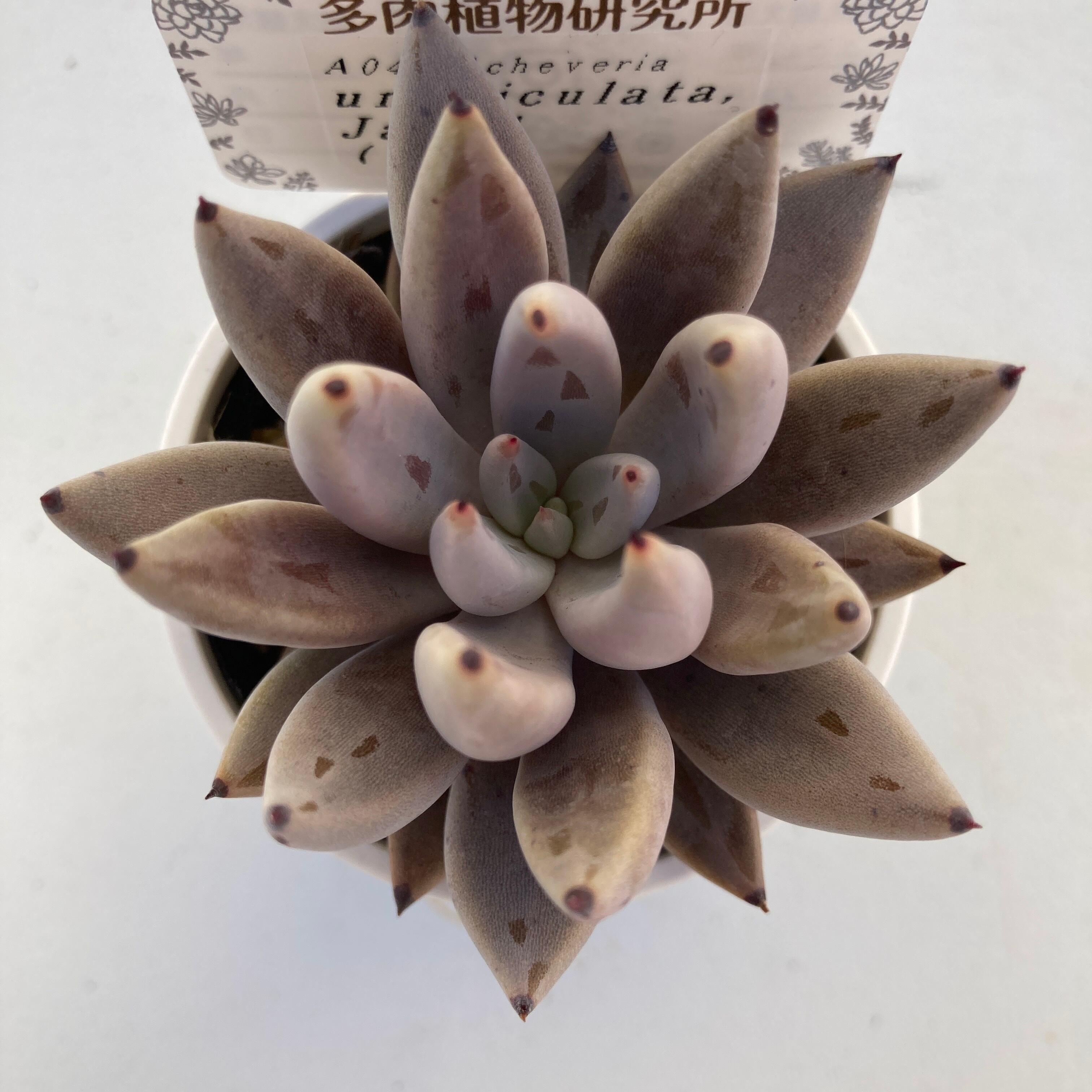現物商品】ECHEVERIA unguiculata,Jaujal 原種 実生苗 | 多肉植物研究所