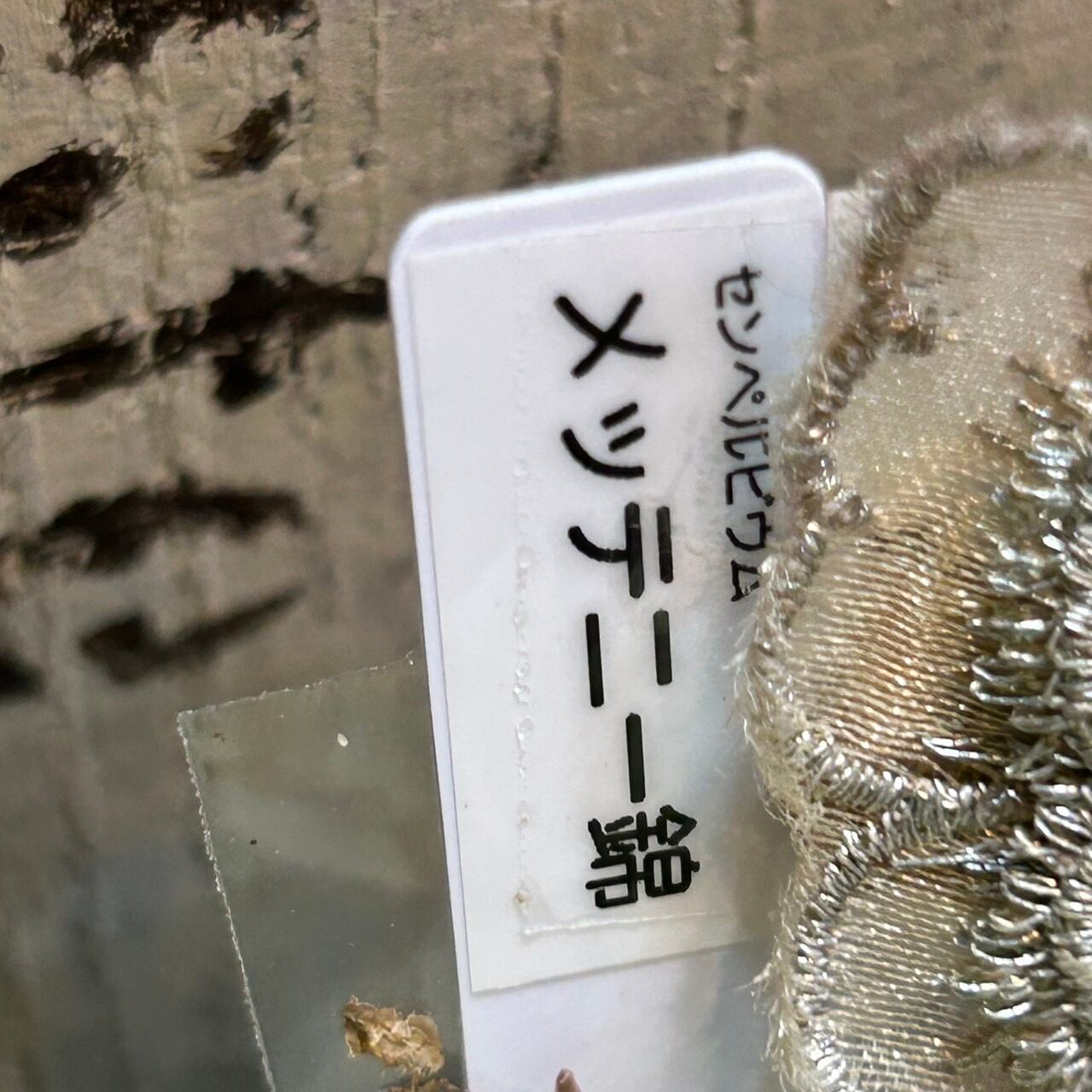 メッテニー錦 | RuPo 多肉植物専門店