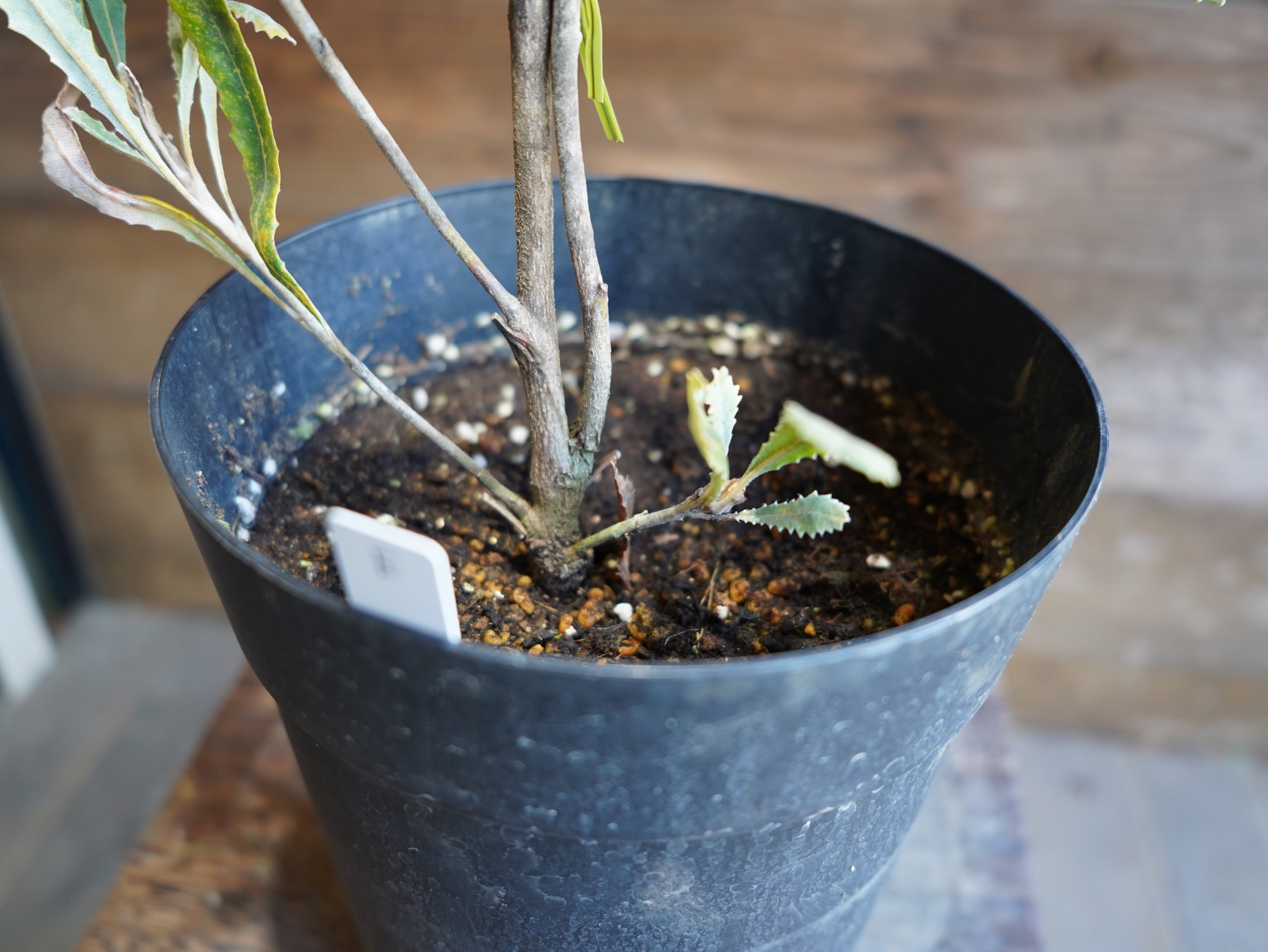 【現物】バンクシア　”バウエリ”　E