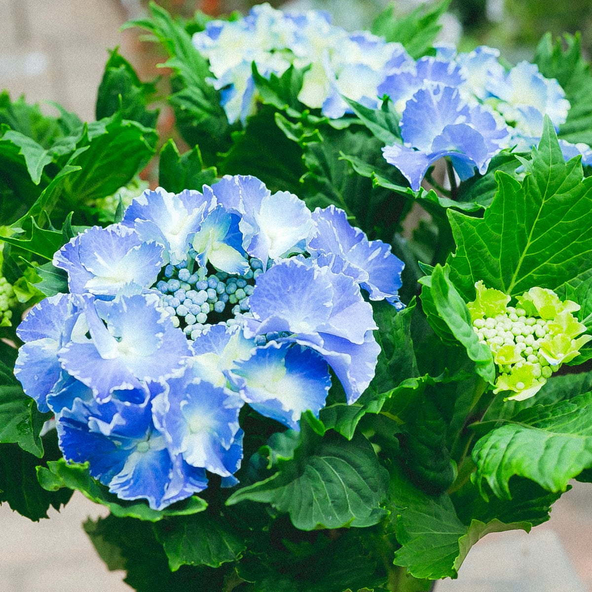 初夏の香り　ハーブが香る紫陽花の花籠ハンギングリース　ドライフラワーインテリア