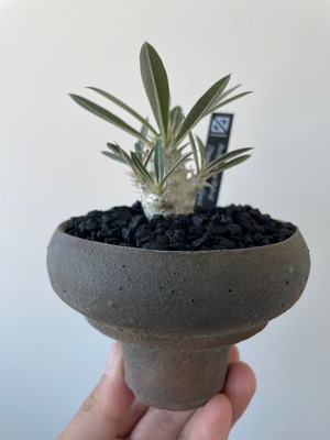 【新着】Pachypodium Densicaule × Gracilius【deracine factory/閑野淳】恵比寿大黒 パキポディウム デンシカウレ グラキリス_1
