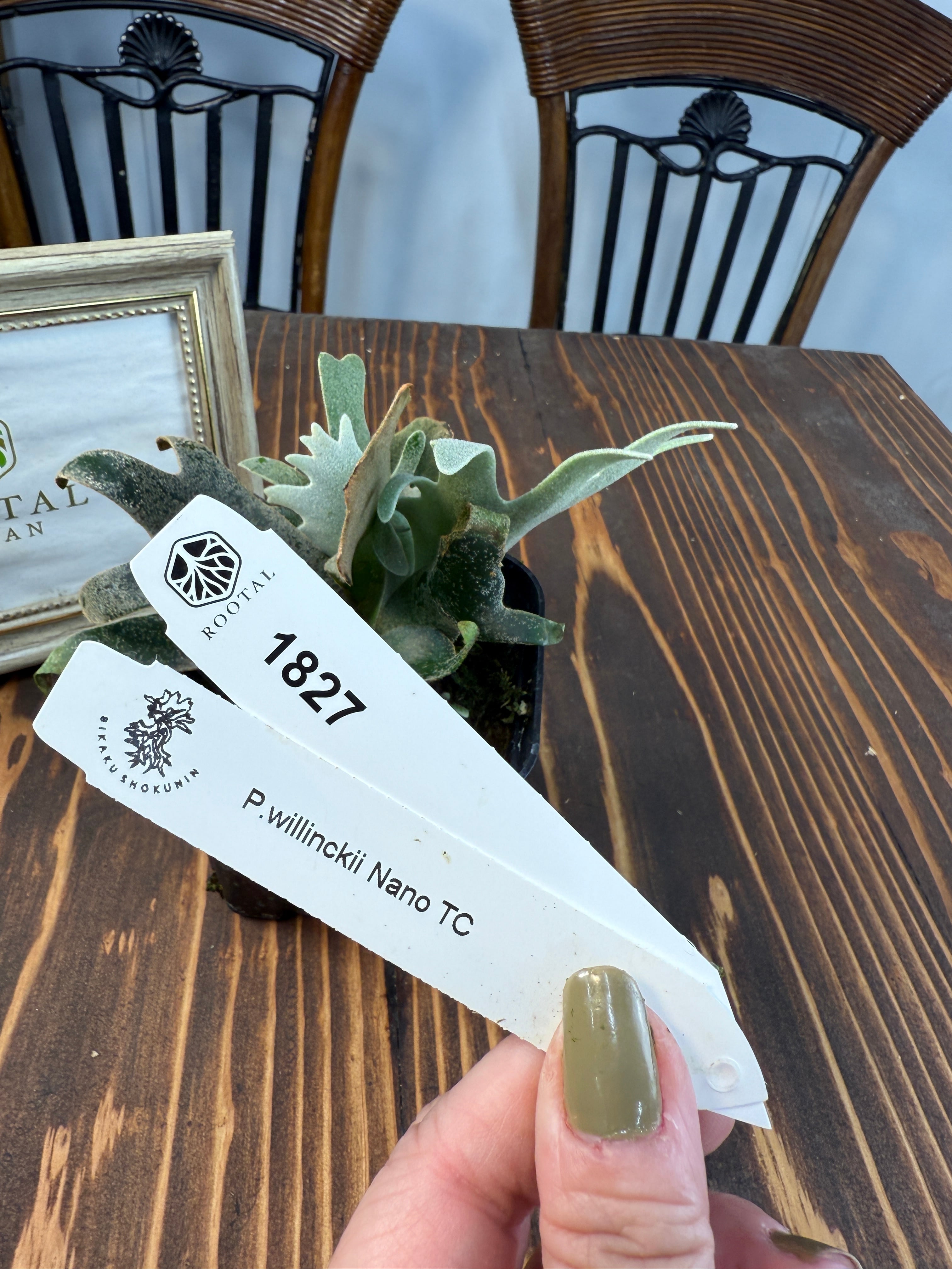 Gen　ビカクシダ Platycerium Bifurcatum cv.Ziesenhenne ビカクシダ ジーゼ