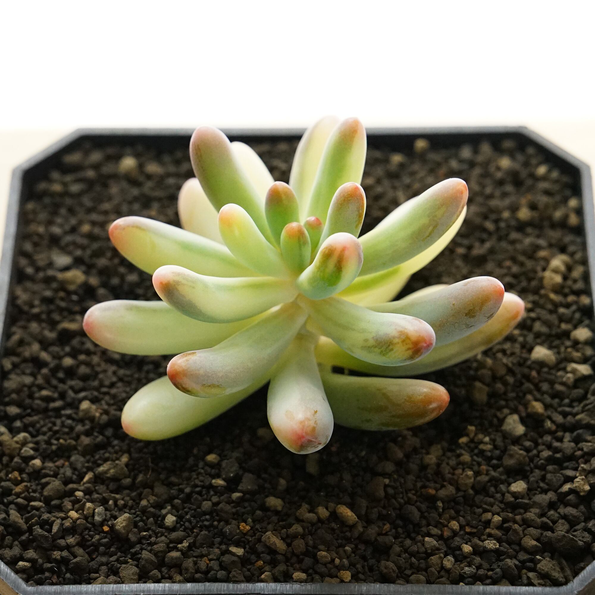 20#多肉植物アエオニウム錦❤️ウエディングドレス❤️1大頭6小頭9cmカット