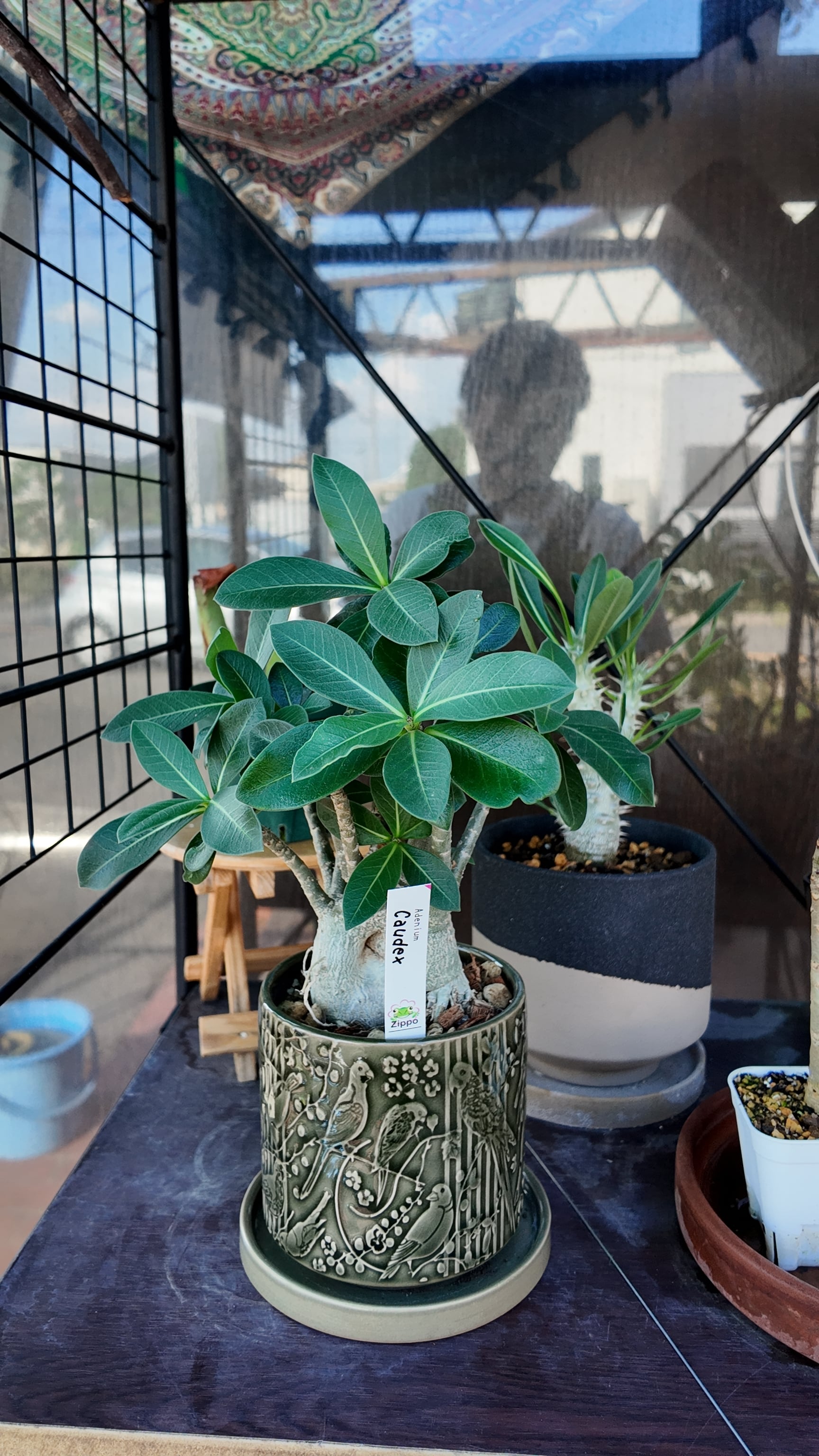 塊根植物】アデニウム アラビカム 黒鉢 | 宮田生花店
