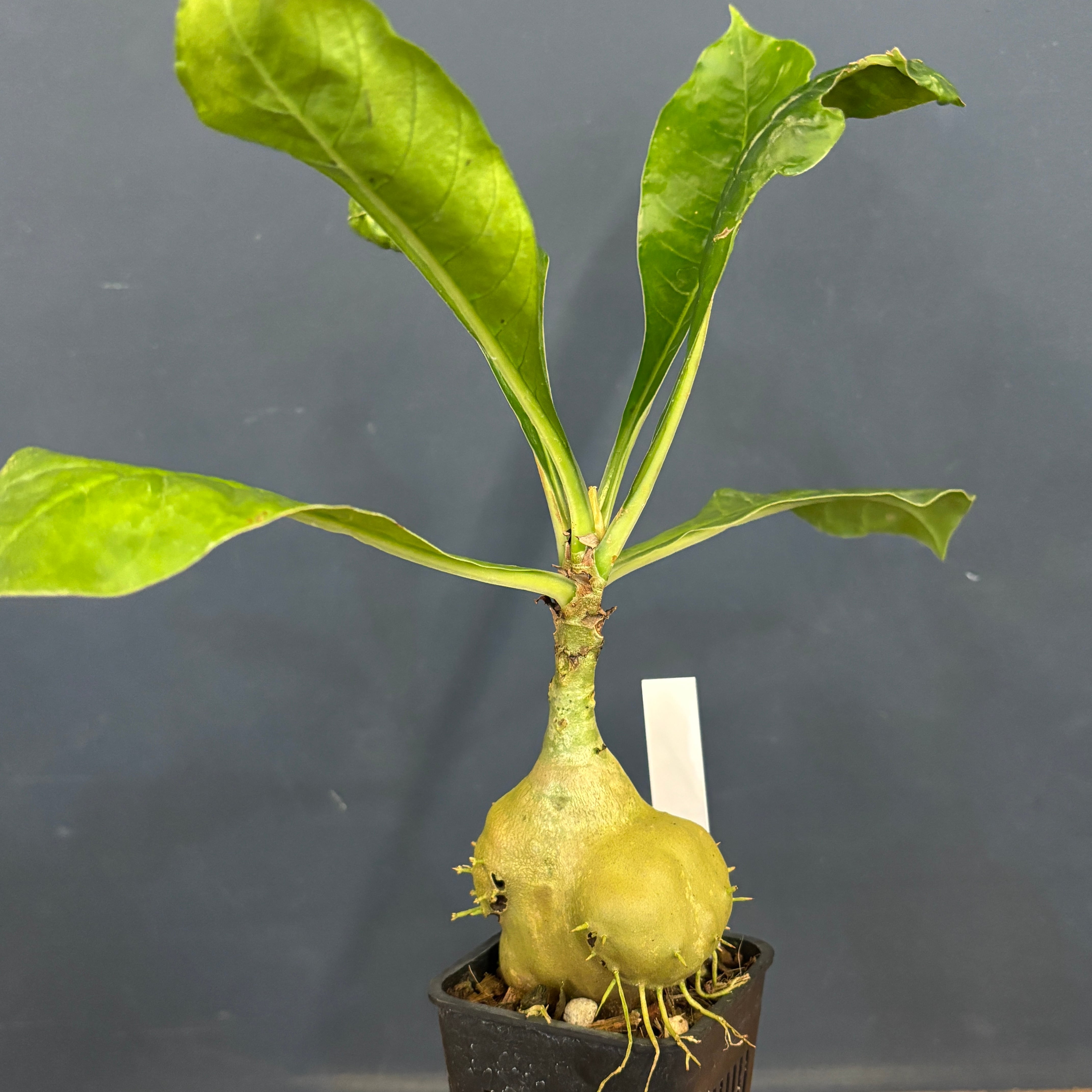 アリ植物 | PROTOLEAF プロトリーフ