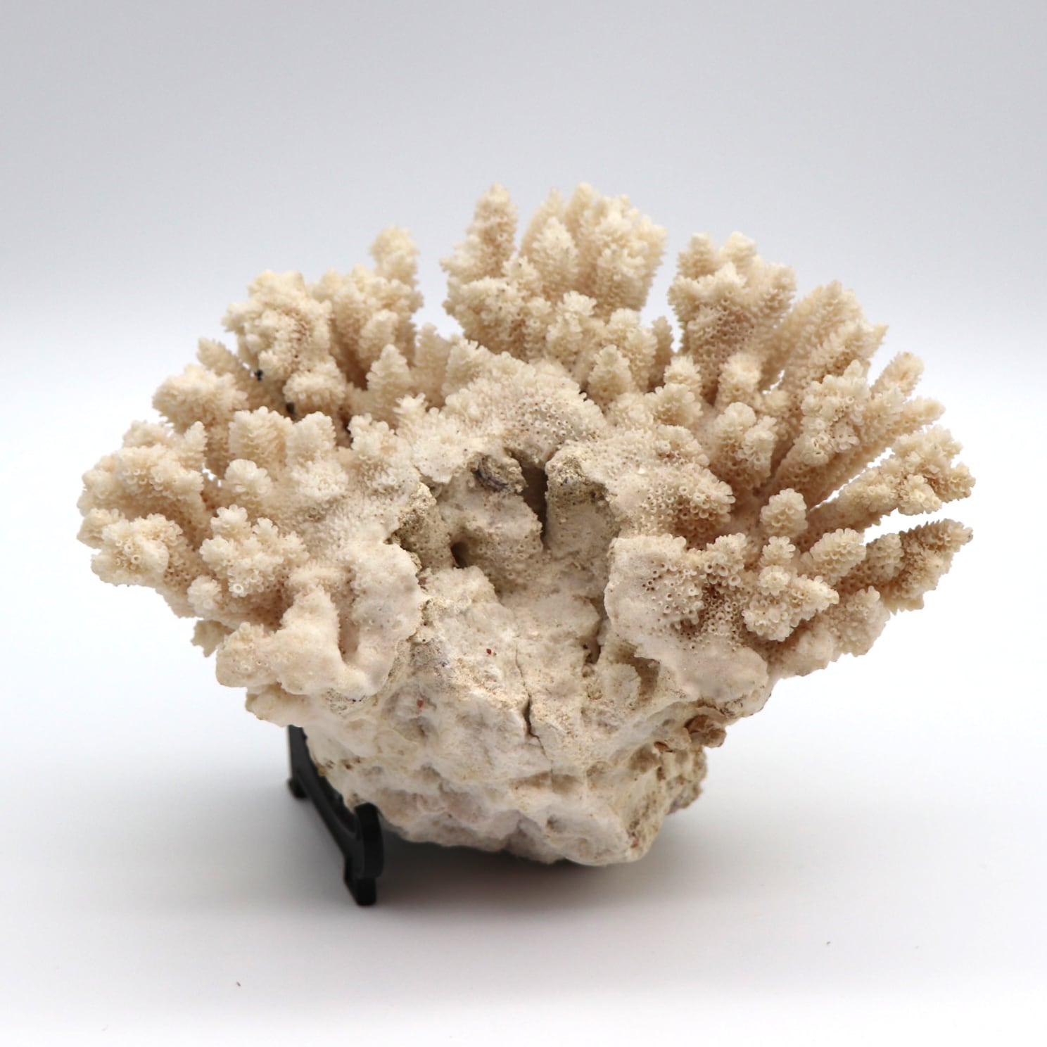 天然珊瑚・白珊瑚・コーラル・インテリア・・梱包サイズ